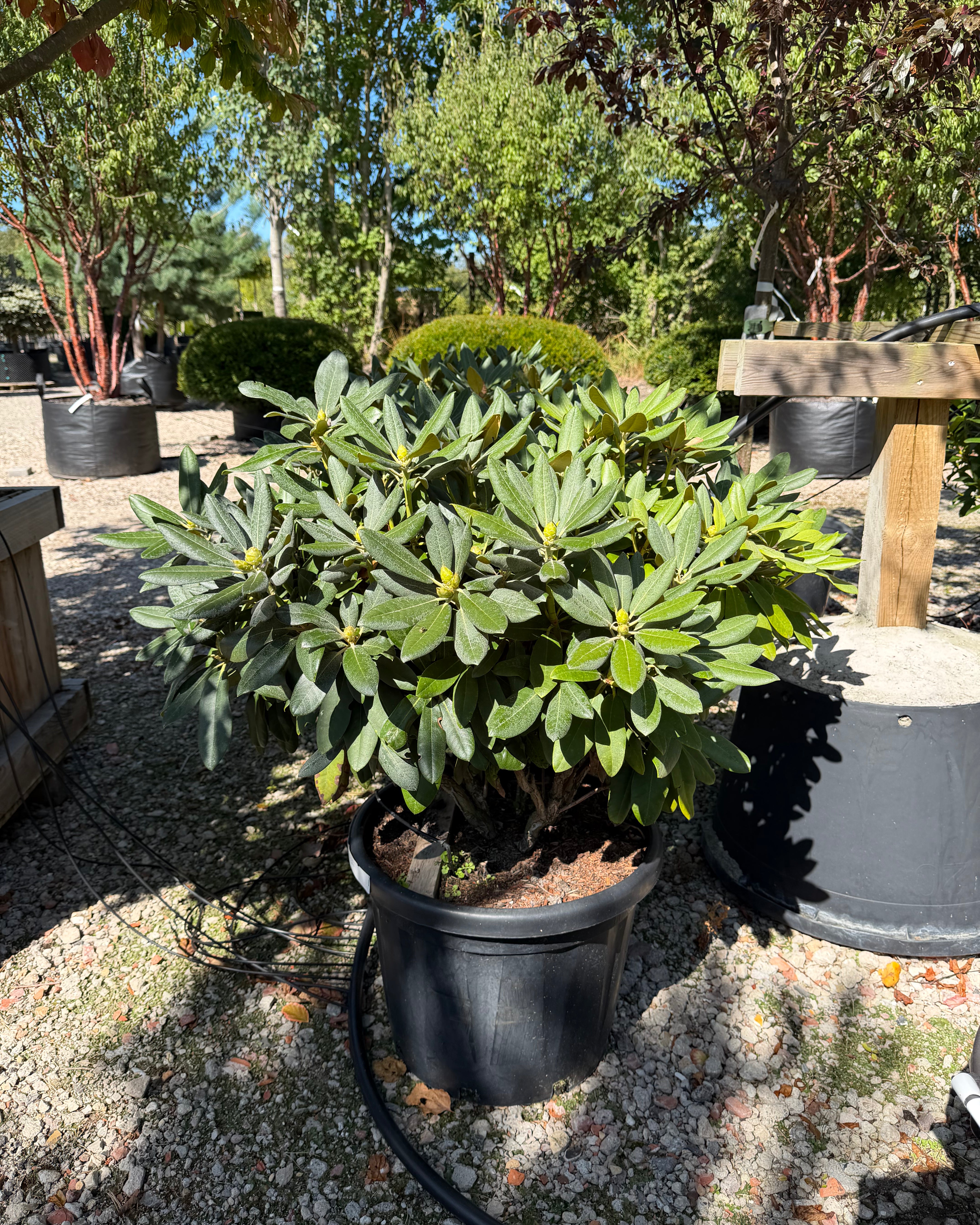 Stedsegrøn Rhododendron Fantastica, en surbundsbusk efter en blomstring med tofarvede, dybrosa og hvide blomsterklaser.