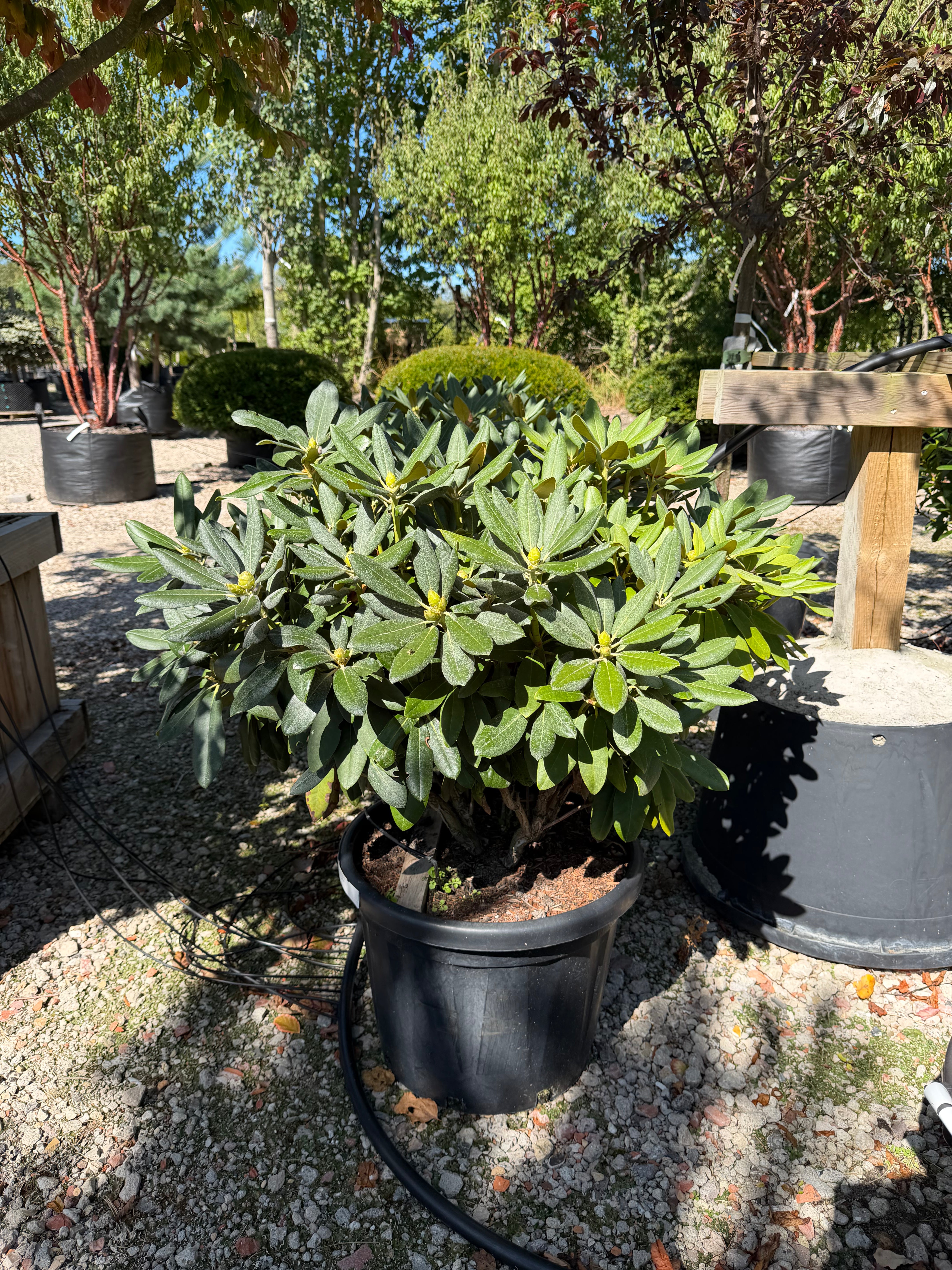 Stedsegrøn Rhododendron Fantastica, en surbundsbusk efter en blomstring med tofarvede, dybrosa og hvide blomsterklaser.