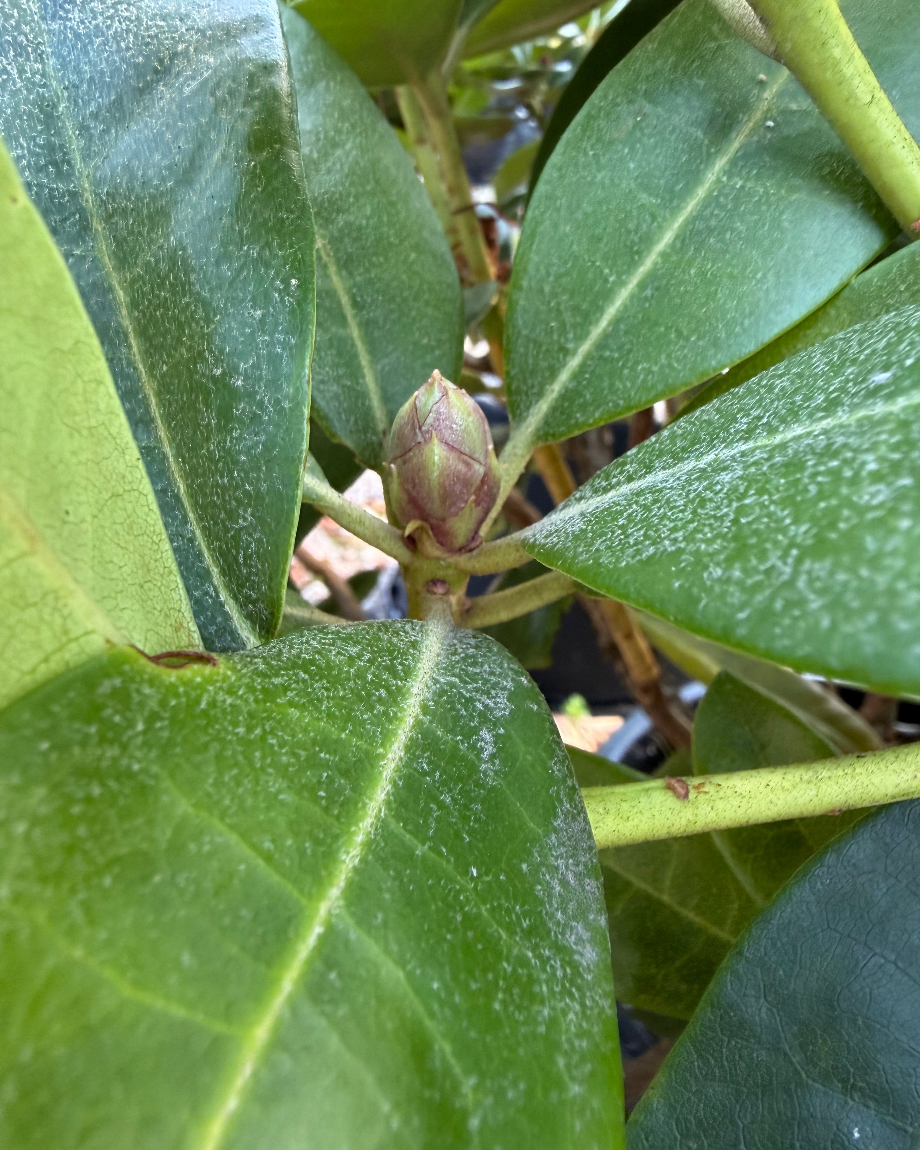 Rhododendronen Gomer Waterer i september med tætte, lysegrønne skud og fuldt udviklede vinterknopper.