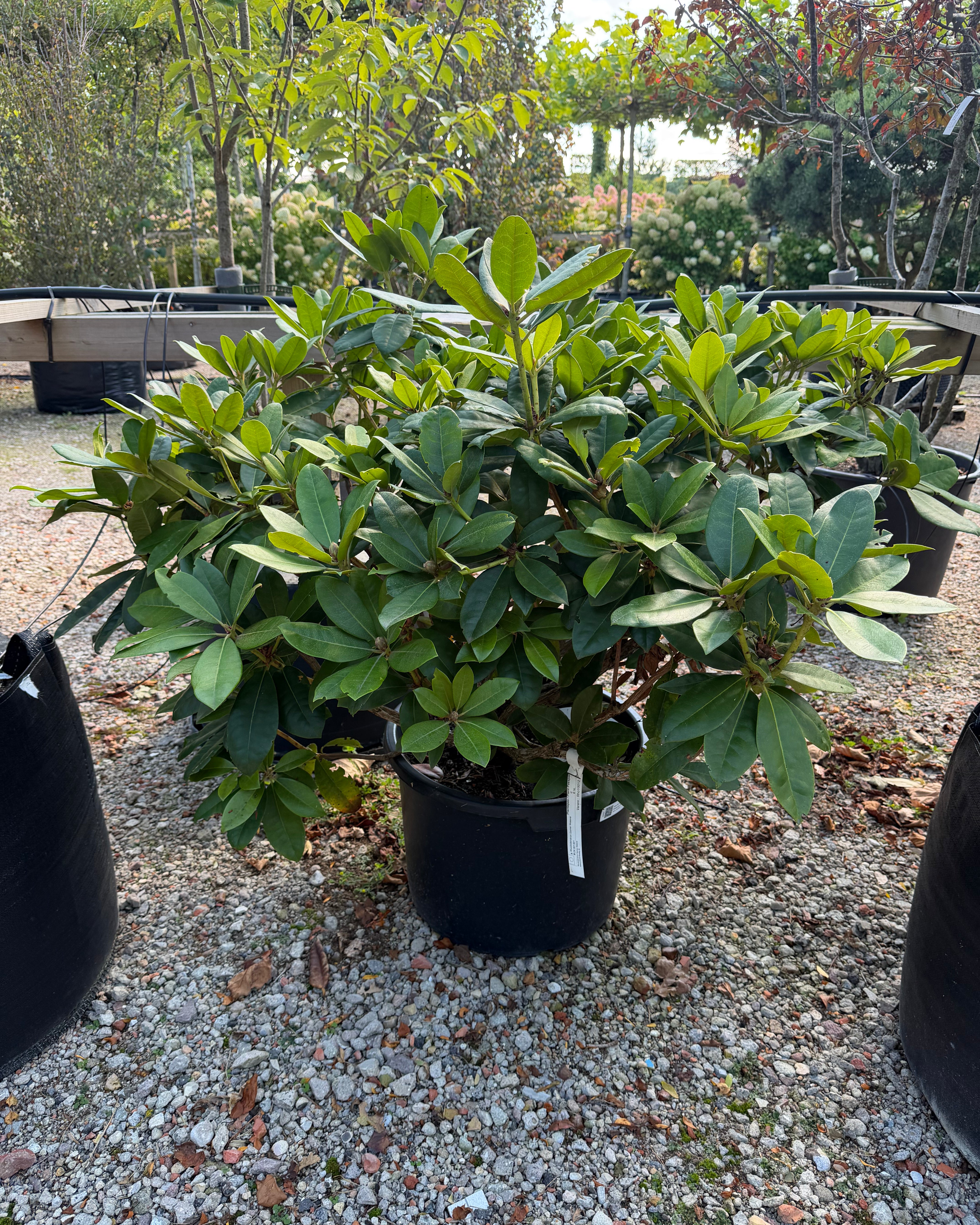 Stedsegrøn Rhododendron Gomer Waterer, en surbundsbusk efter en blomstring med store klaser af hvidrosa og syrenfarvede blomster.