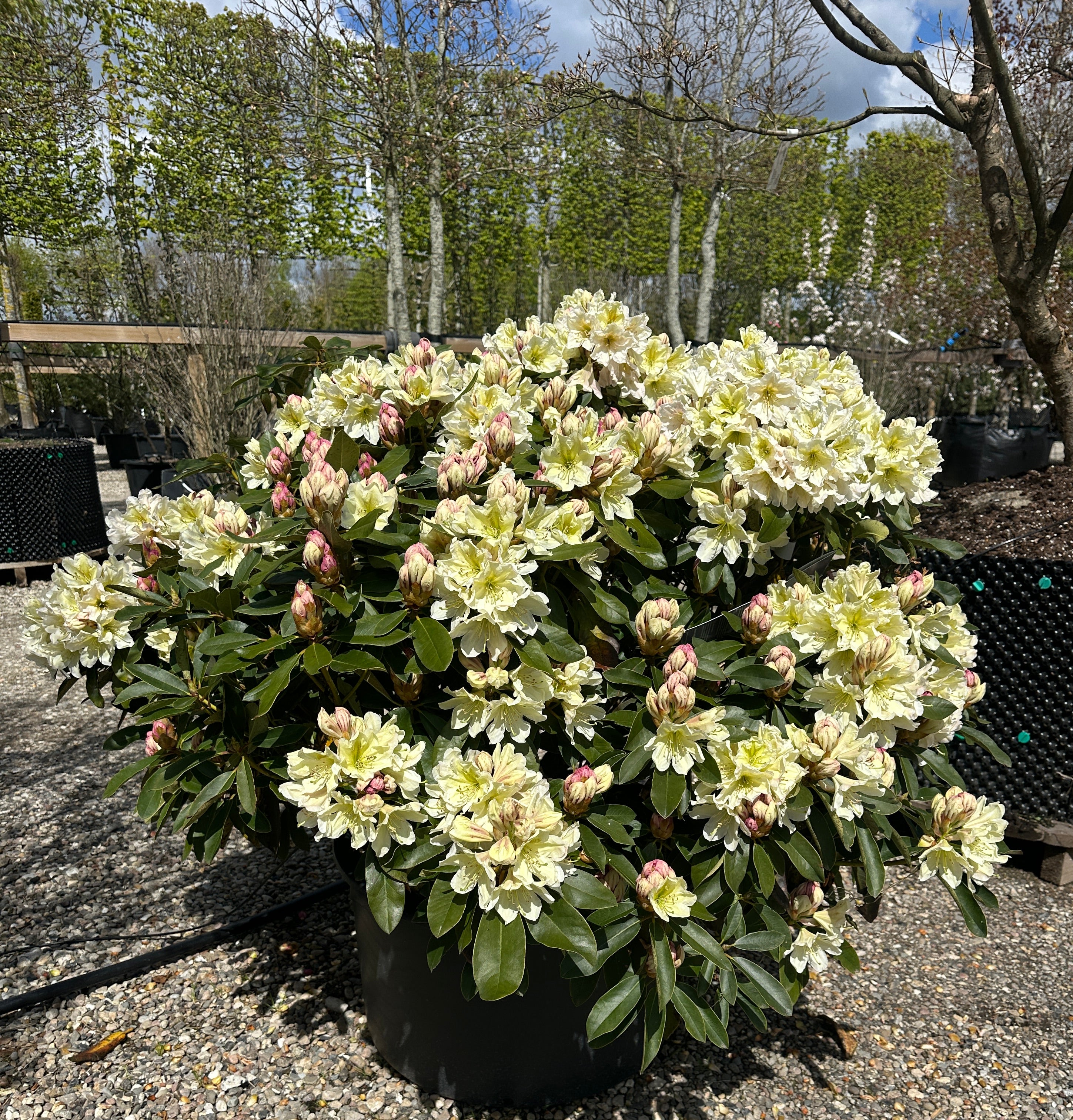 Tæt Rhododendron INKARHO 'Gul Dufthecke' busk med lysegrønne blade og klaser af lysegule, duftende blomster.