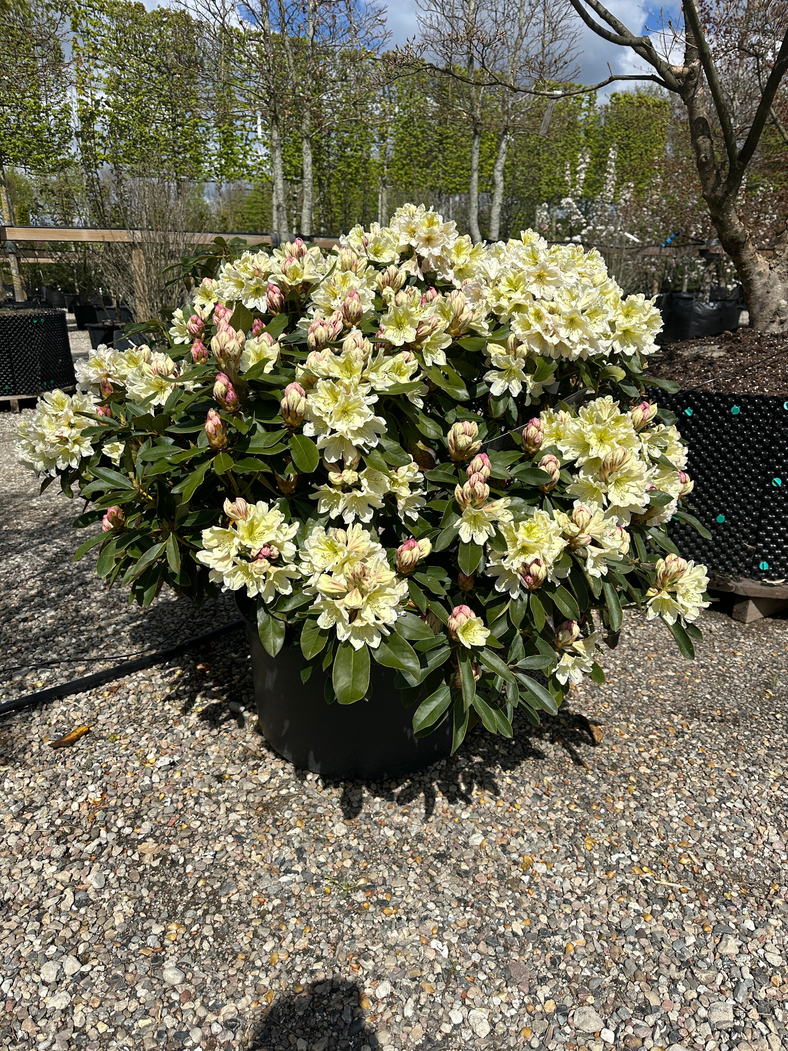 Tæt Rhododendron INKARHO 'Gul Dufthecke' busk med lysegrønne blade og klaser af lysegule, duftende blomster.