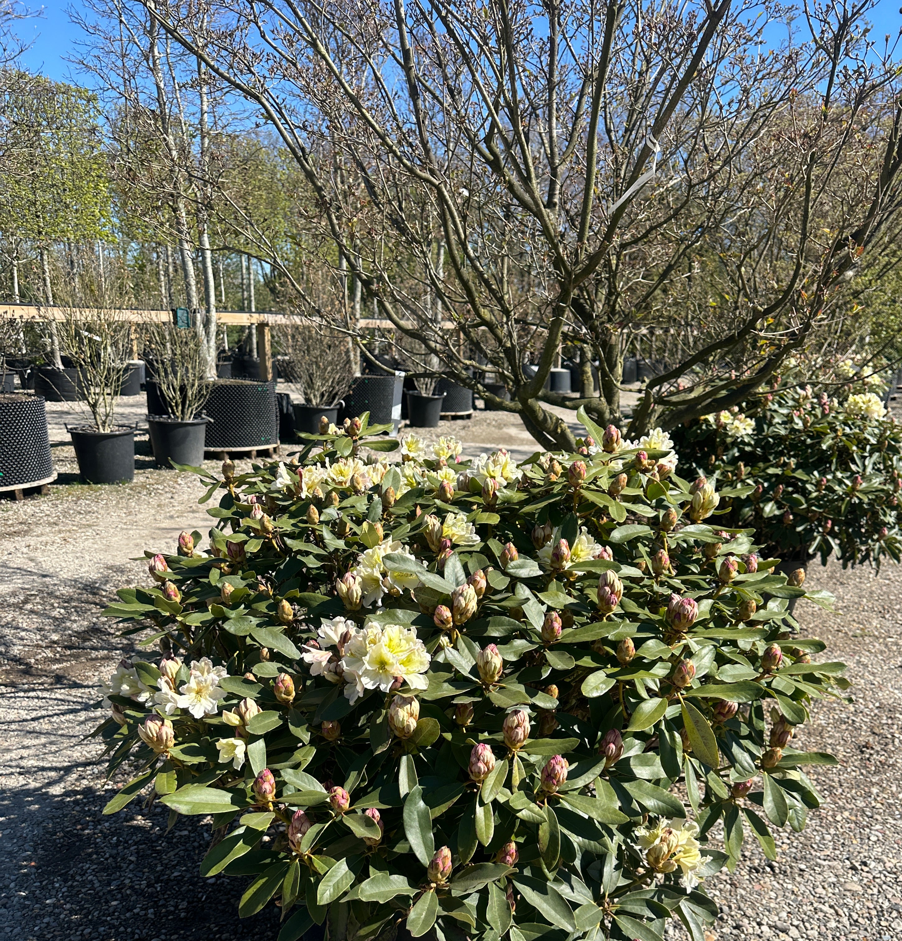 Tæt Rhododendron INKARHO 'Gul Dufthecke' busk med lysegrønne blade og klaser af lysegule, duftende blomster.