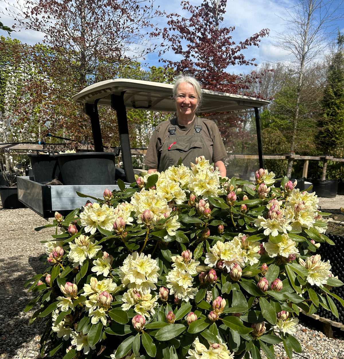 Tæt Rhododendron INKARHO 'Gul Dufthecke' busk med lysegrønne blade og klaser af lysegule, duftende blomster.