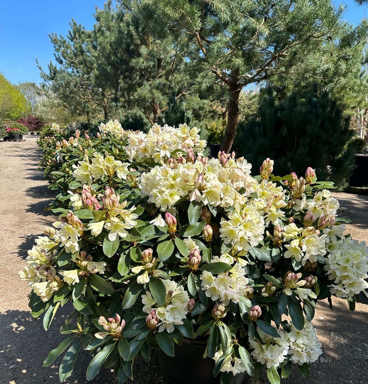 En tæt og blomstrende Rhododendron INKARHO 'Hvid Dufthecke' busk fyldt med store, hvide blomsterklaser.