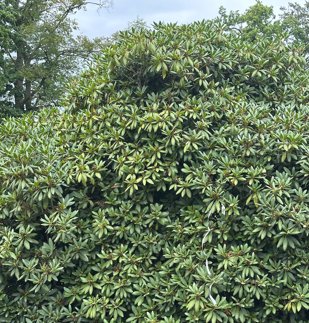 Nærbillede af den tætte og brede krone på en multistammet rhododendron Roseum Elegans fyldt med store læderagtige og ovale mørkegrønne blade