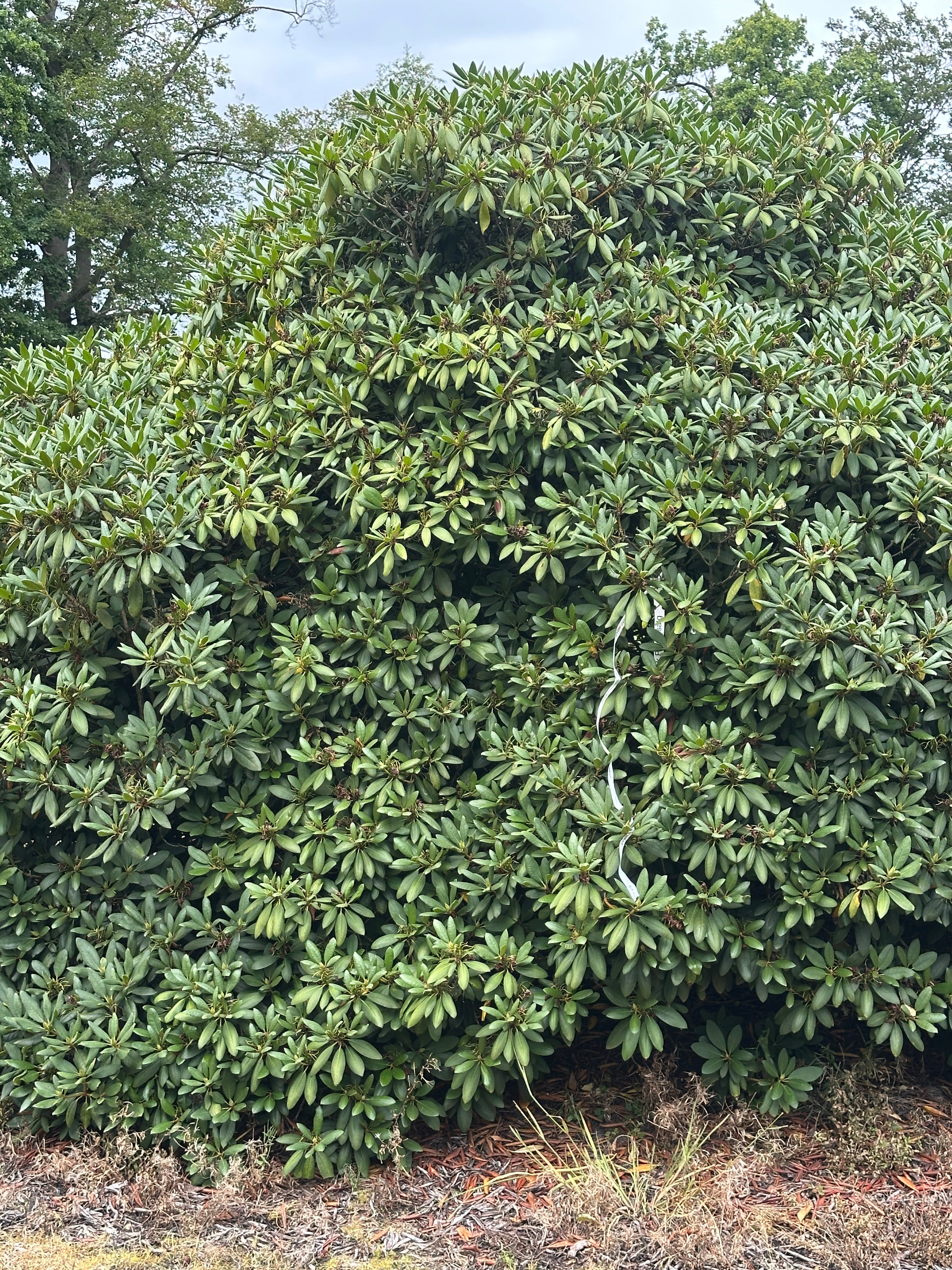 Nærbillede af den tætte og brede krone på en multistammet rhododendron Roseum Elegans fyldt med store læderagtige og ovale mørkegrønne blade