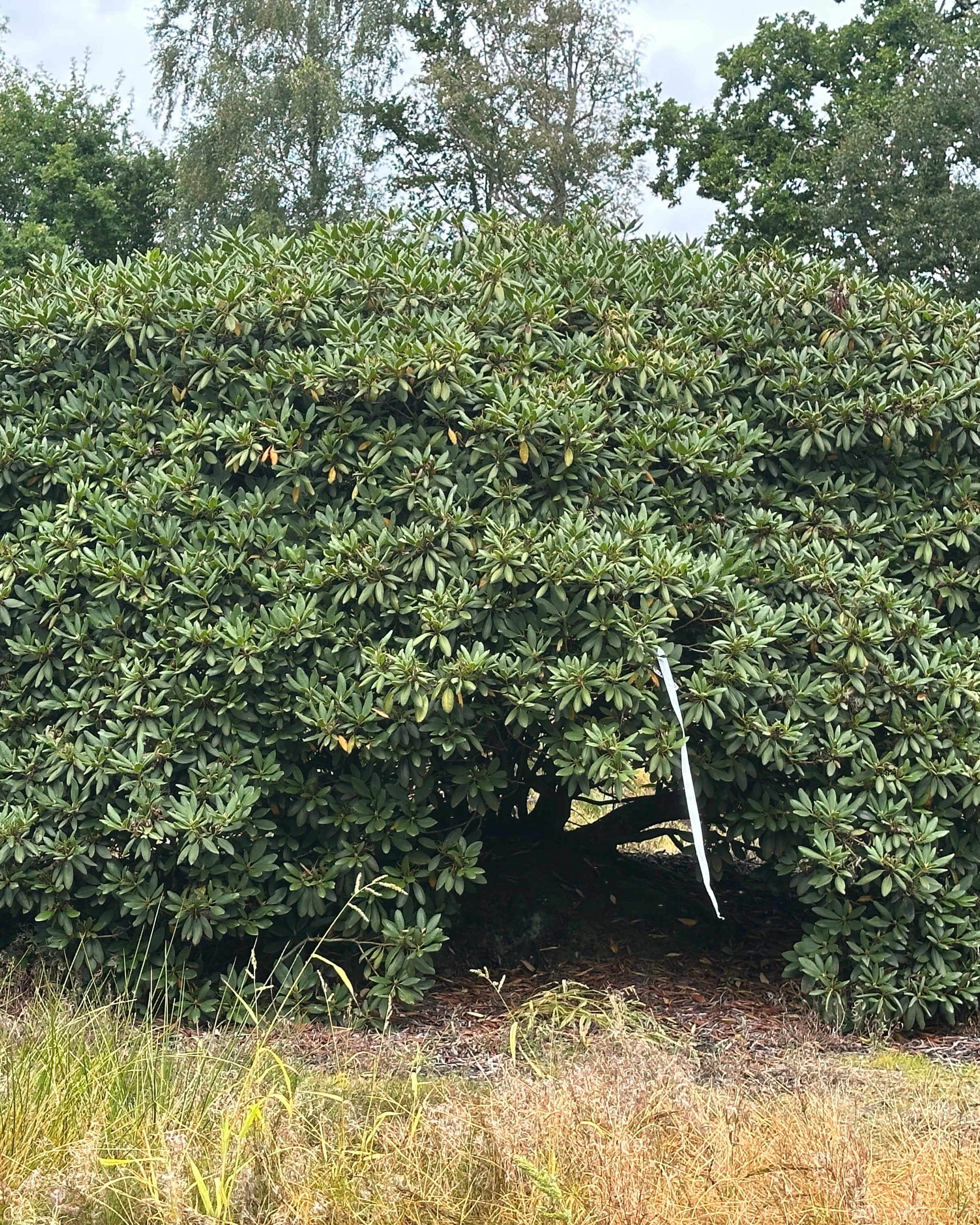 Skulpturel multistammet rhododendron Roseum Elegans med flere rå og blottede stammer i bunden under en bred og tæt krone af store stedsegrønne blade.