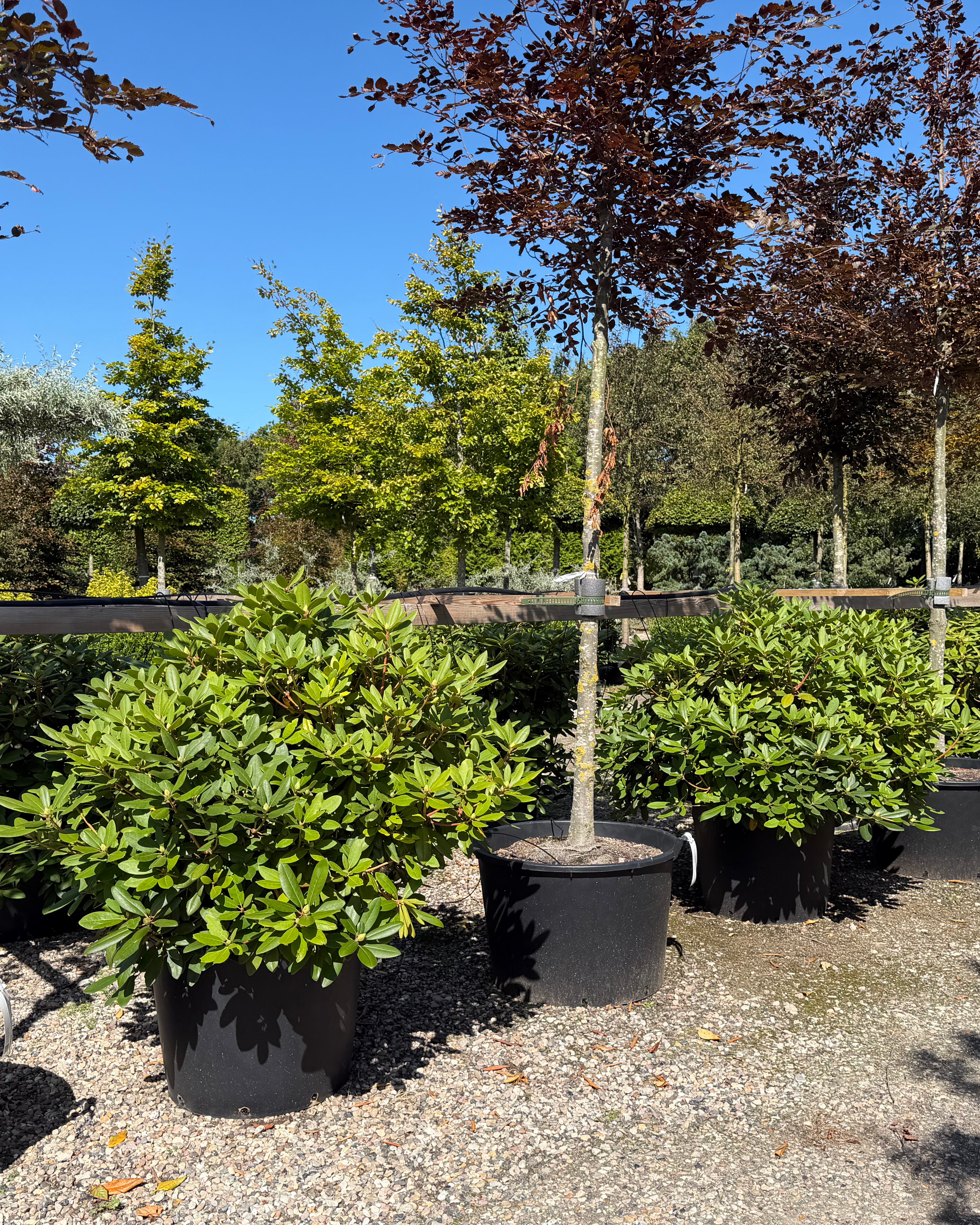 tedsegrøn Rhododendron catawbiense Boursault surbundsbusk, efter en blomstring med store klaser af lilla-violette blomster.