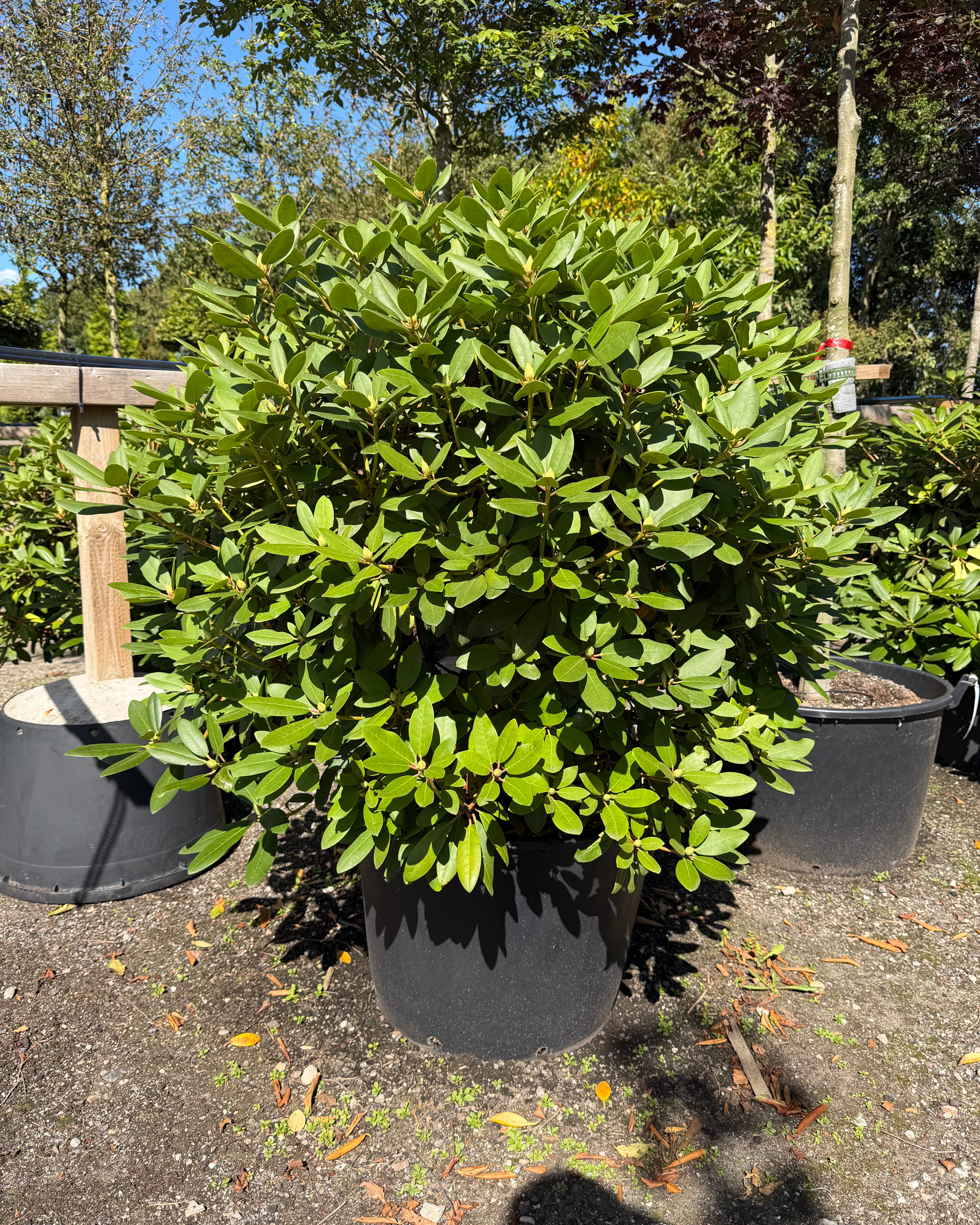 tedsegrøn Rhododendron catawbiense Boursault surbundsbusk, efter en blomstring med store klaser af lilla-violette blomster.