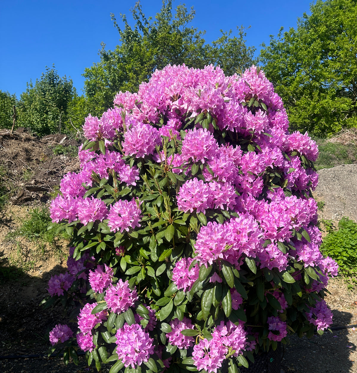 Solitær Rhododendron 'Boursault' i fuld forårsblomstring som en stor, fritstående busk dækket af lillaviolette blomster.