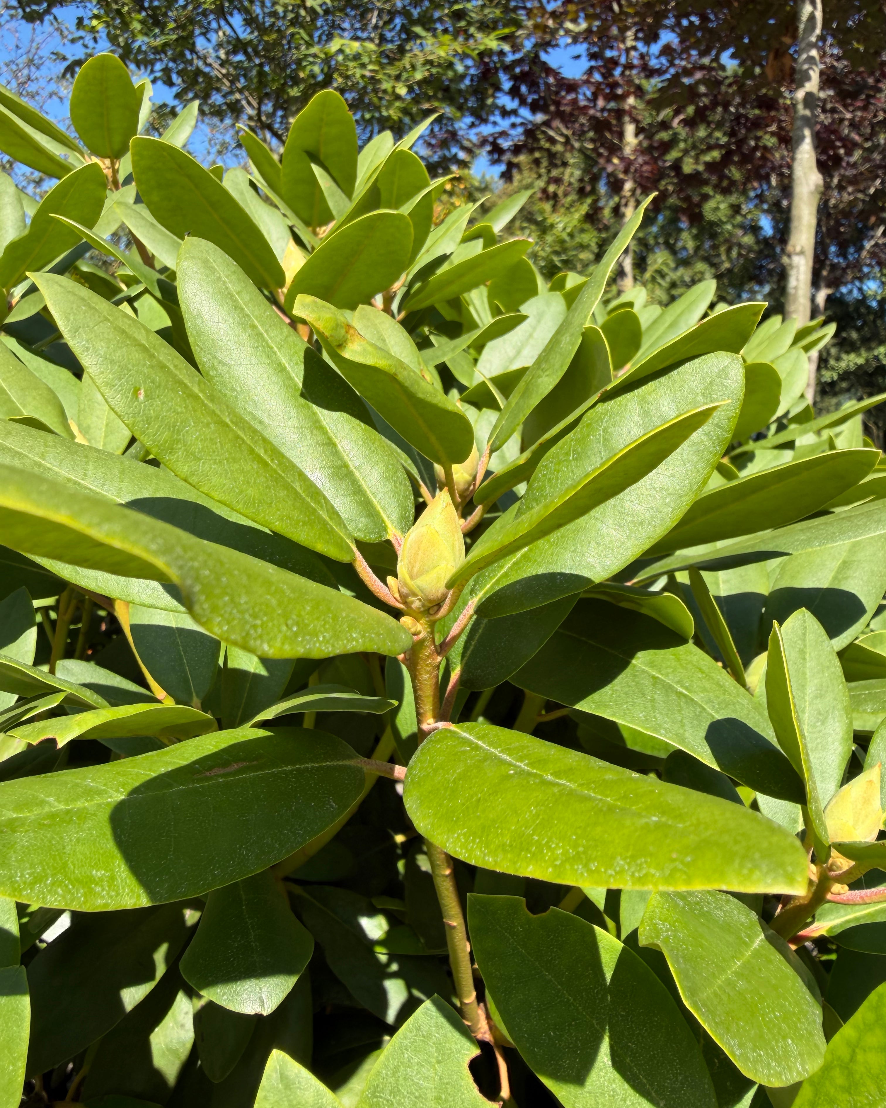 En kraftig, lilla-tonet rhododendronknop, der gør klar til forårets blomstring.