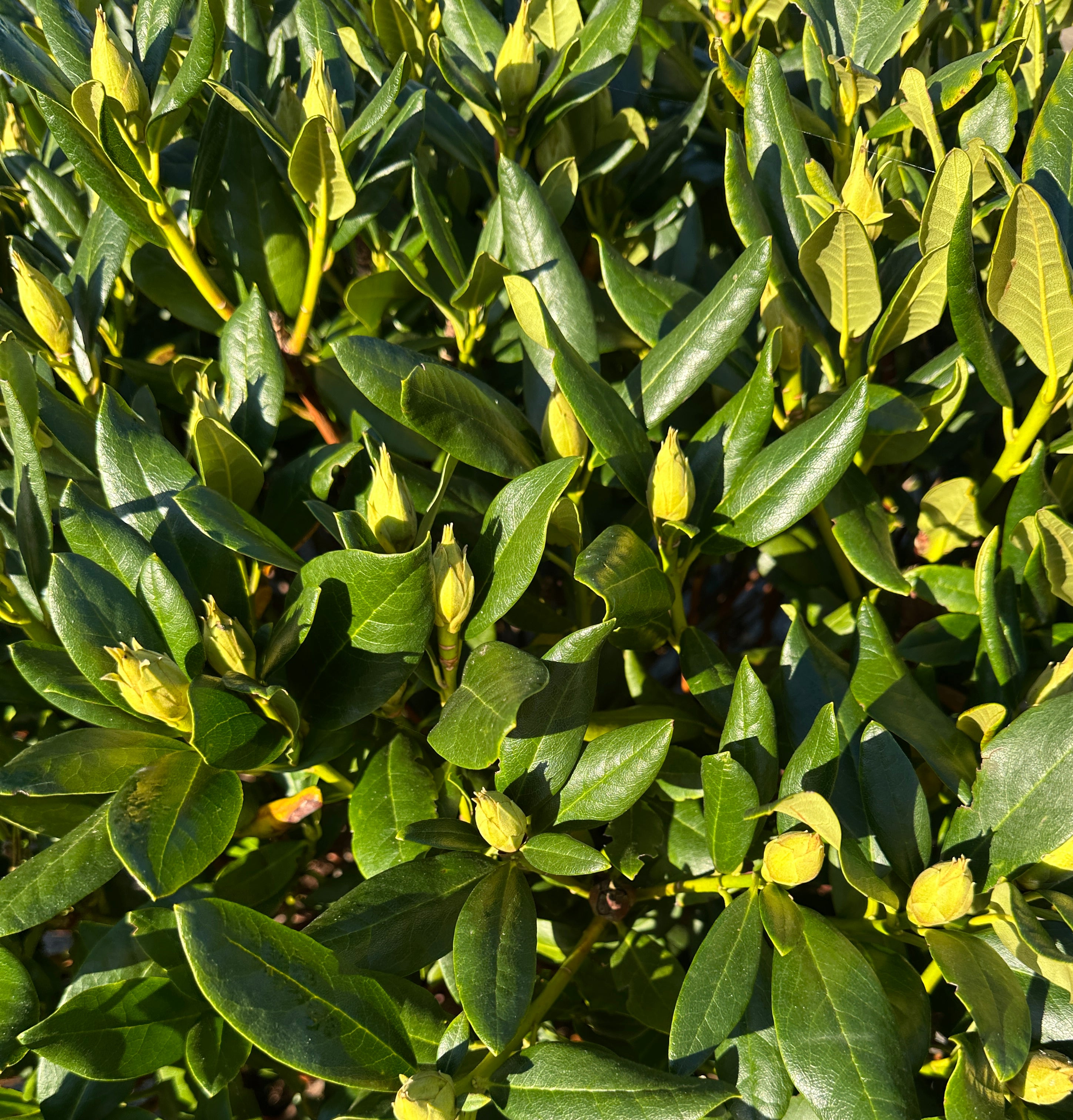 Rhododendron Cunningham's White med mørkegrønne, læderagtige blade og små, umodne grønne blomsterknopper.