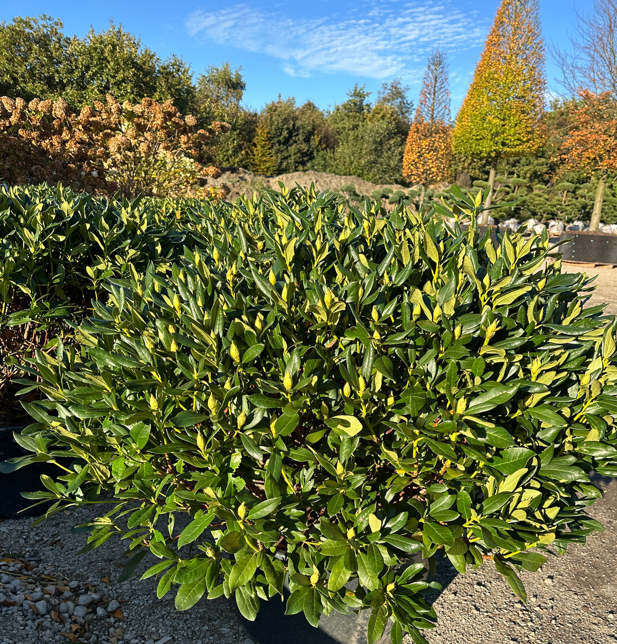 Rhododendron Cunningham's White med mørkegrønne, læderagtige blade og små, umodne grønne blomsterknopper.