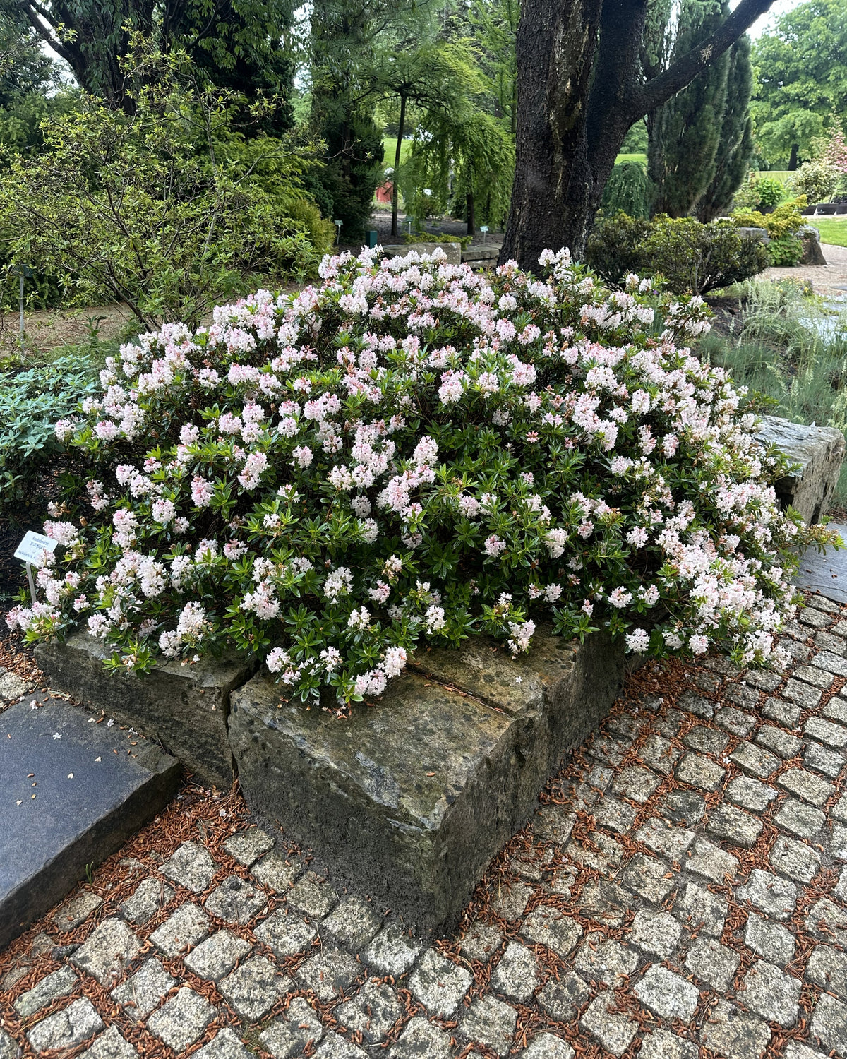 Kompakt dværgrhododendron Bloombux som en tæt og afrundet busk i fuld forårsblomstring dækket af små sarte lyserøde blomsterpompomer.