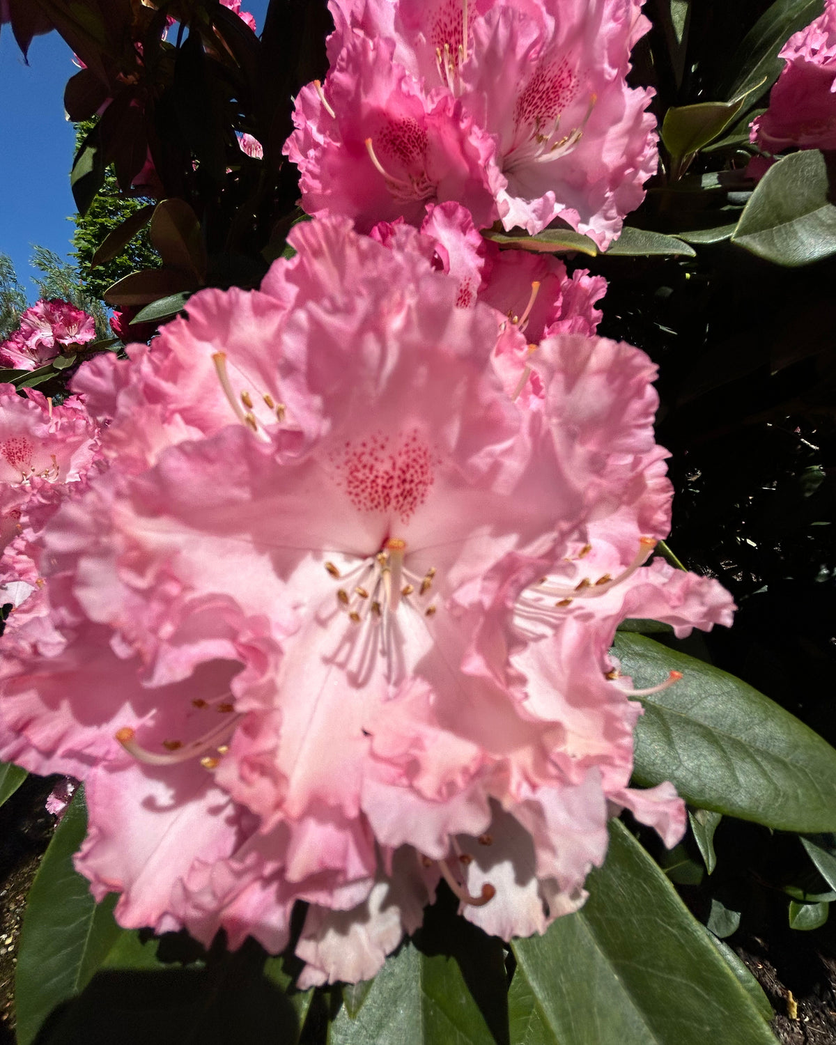 En tæt klase af tragtformede rosa forårsblomster med markant bølgede kanter på en Rhododendron yakushimanum Arabella.