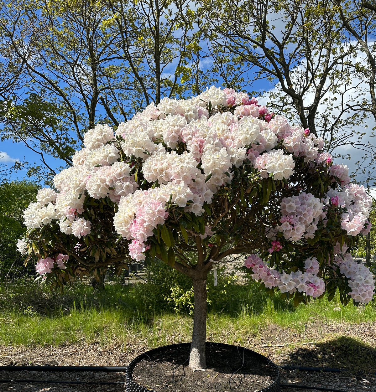 Opstammet Rhododendron 'Koichiro Wada' med en rund krone af mørkegrønne blade, hvide blomster og lyserøde knopper.