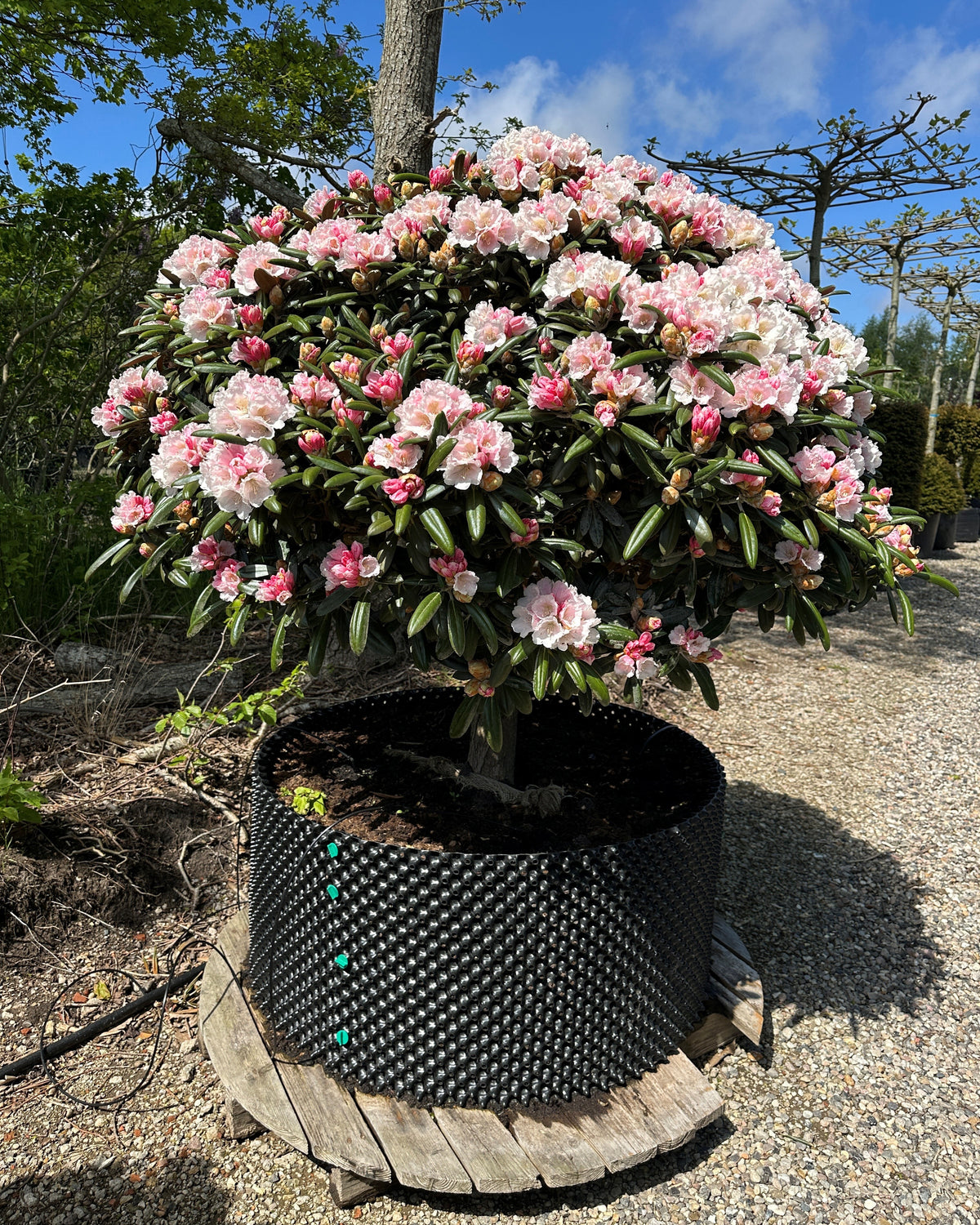 Opstammet Rhododendron 'Koichiro Wada' med en rund krone af mørkegrønne blade, hvide blomster og lyserøde knopper.