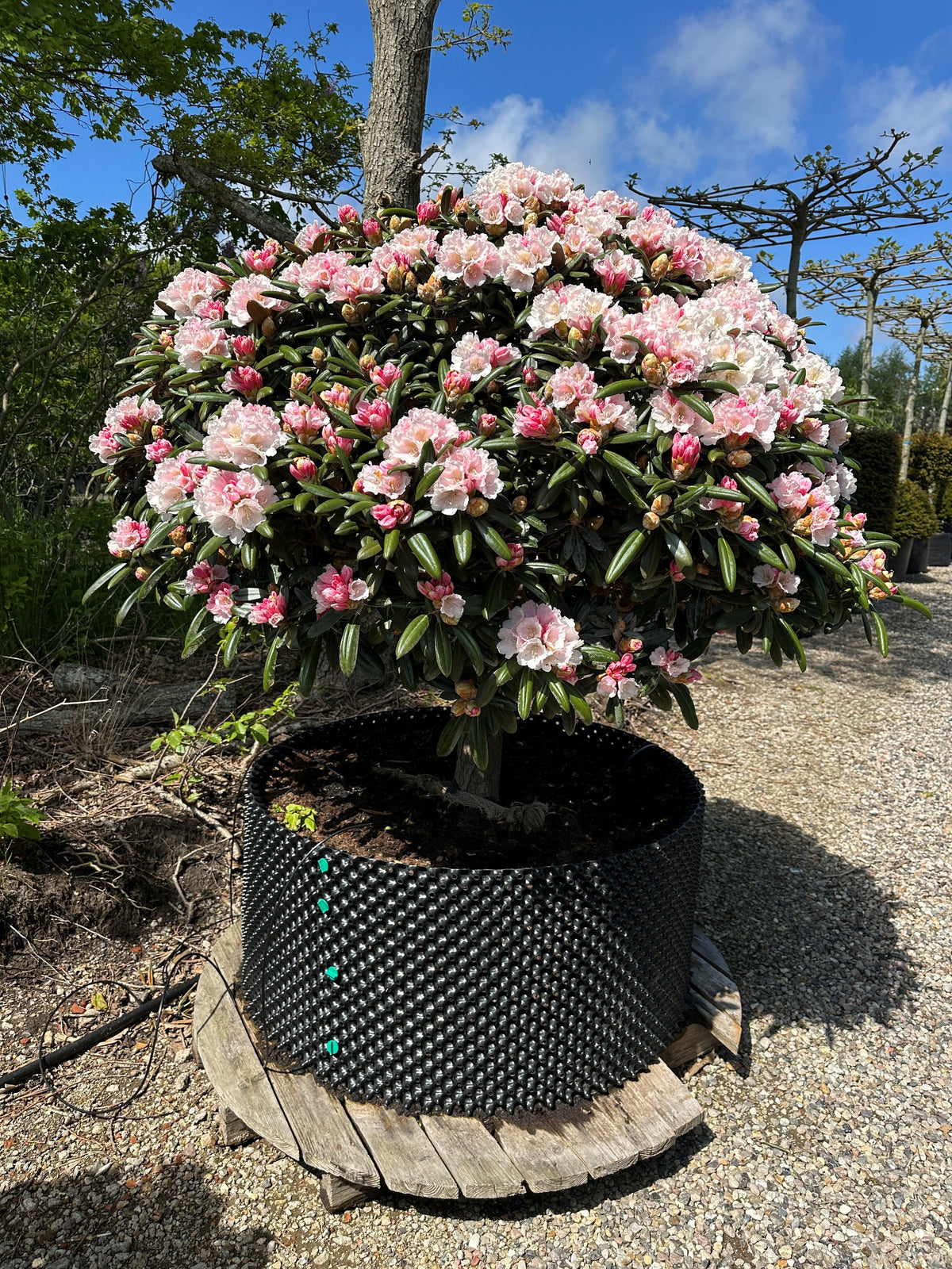 Opstammet Rhododendron 'Koichiro Wada' med en rund krone af mørkegrønne blade, hvide blomster og lyserøde knopper.