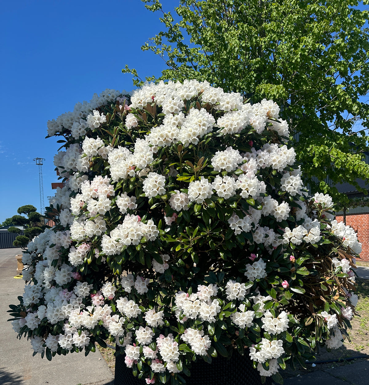 Rhododendron 'Mist Maiden' i fuld blomst med tætte klaser af lyserøde knopper og store, tragtformede hvide blomster.