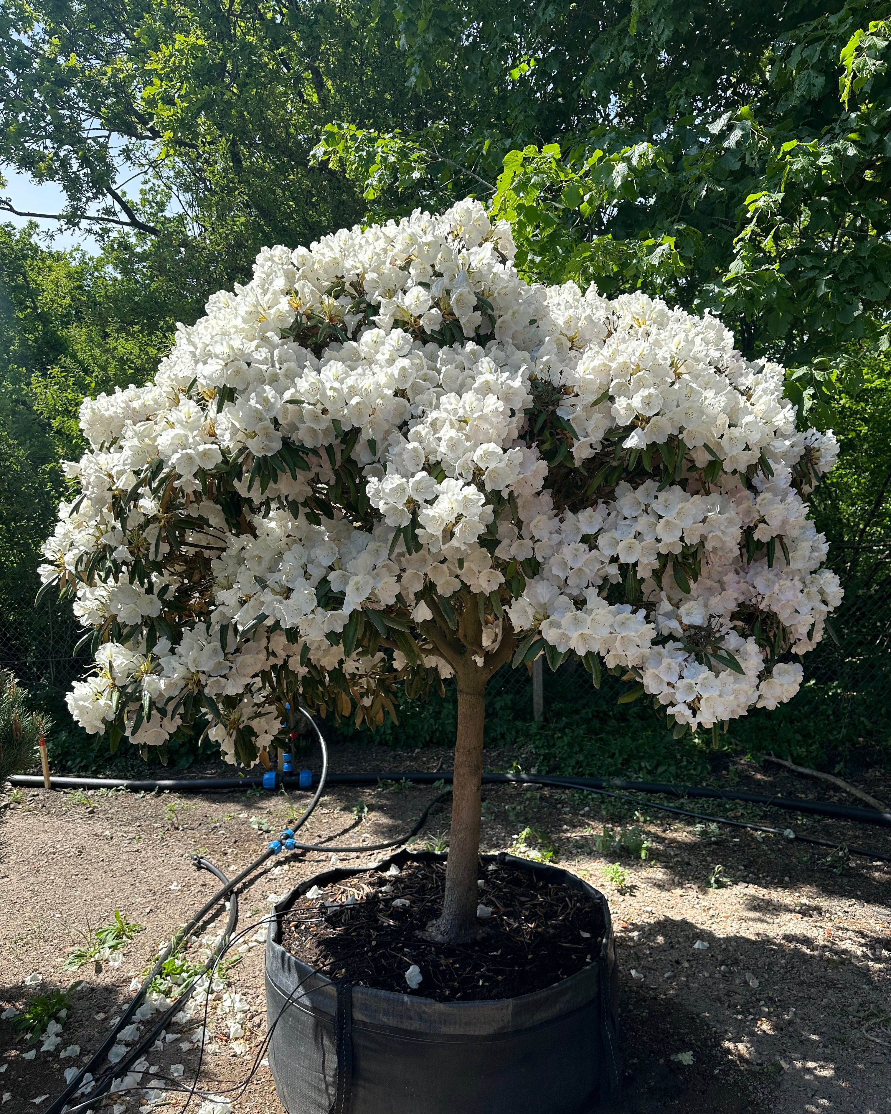 Opstammet Mist Maiden-rhododendron i fuld blomst med hvide blomsterklaser.