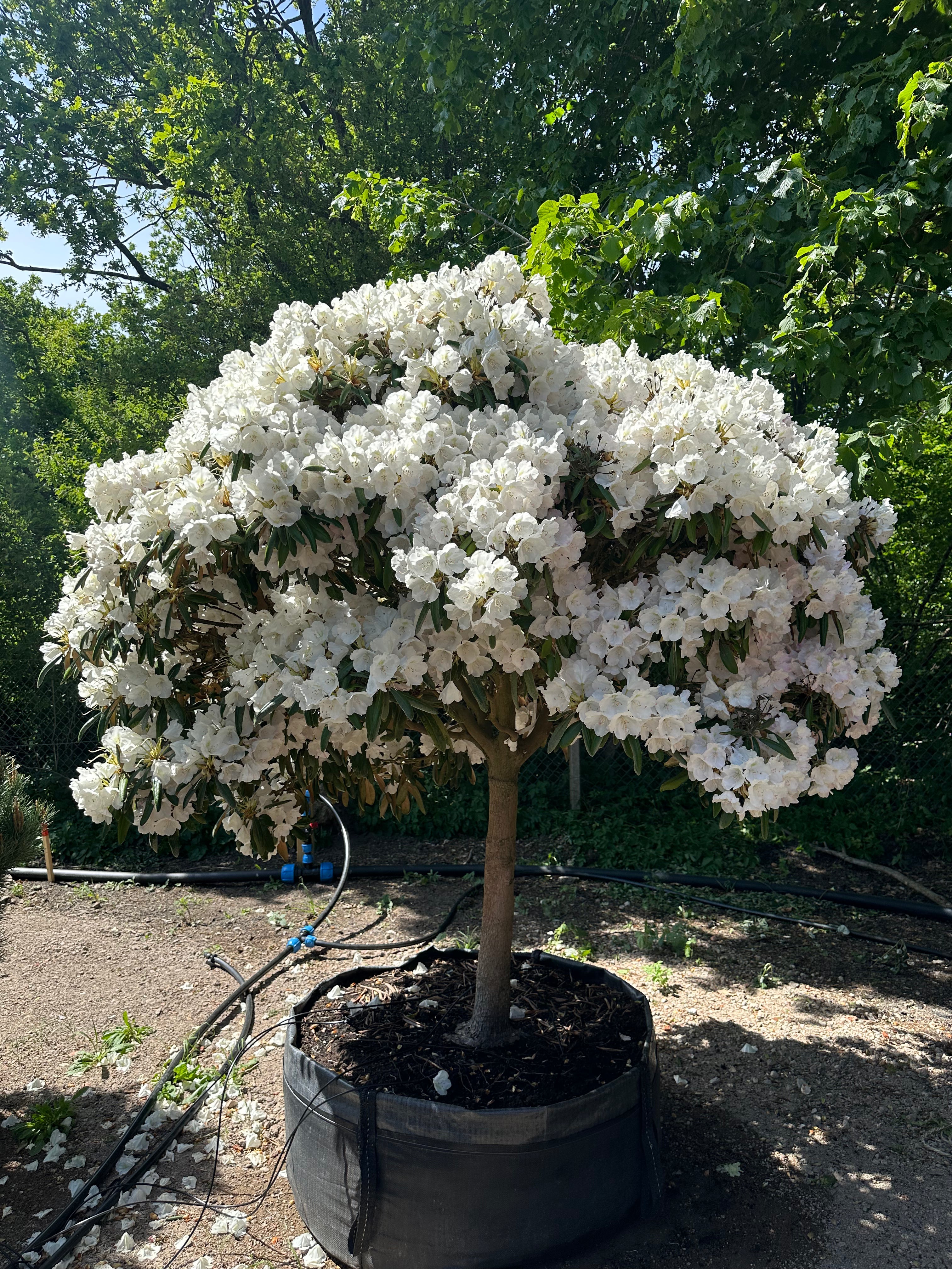 Opstammet Mist Maiden-rhododendron i fuld blomst med hvide blomsterklaser.