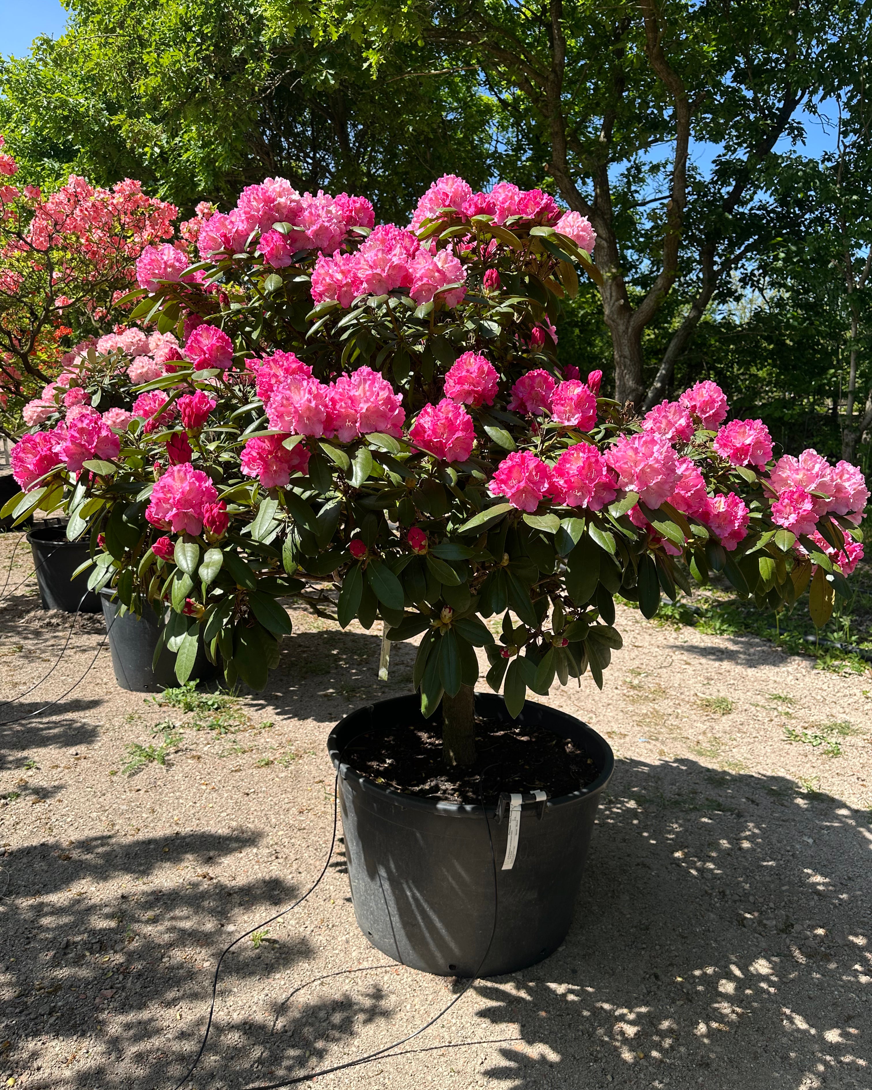 Opstammet Rhododendron yakushimanum Polaris i fuld blomst med et væld af lyserøde farver.