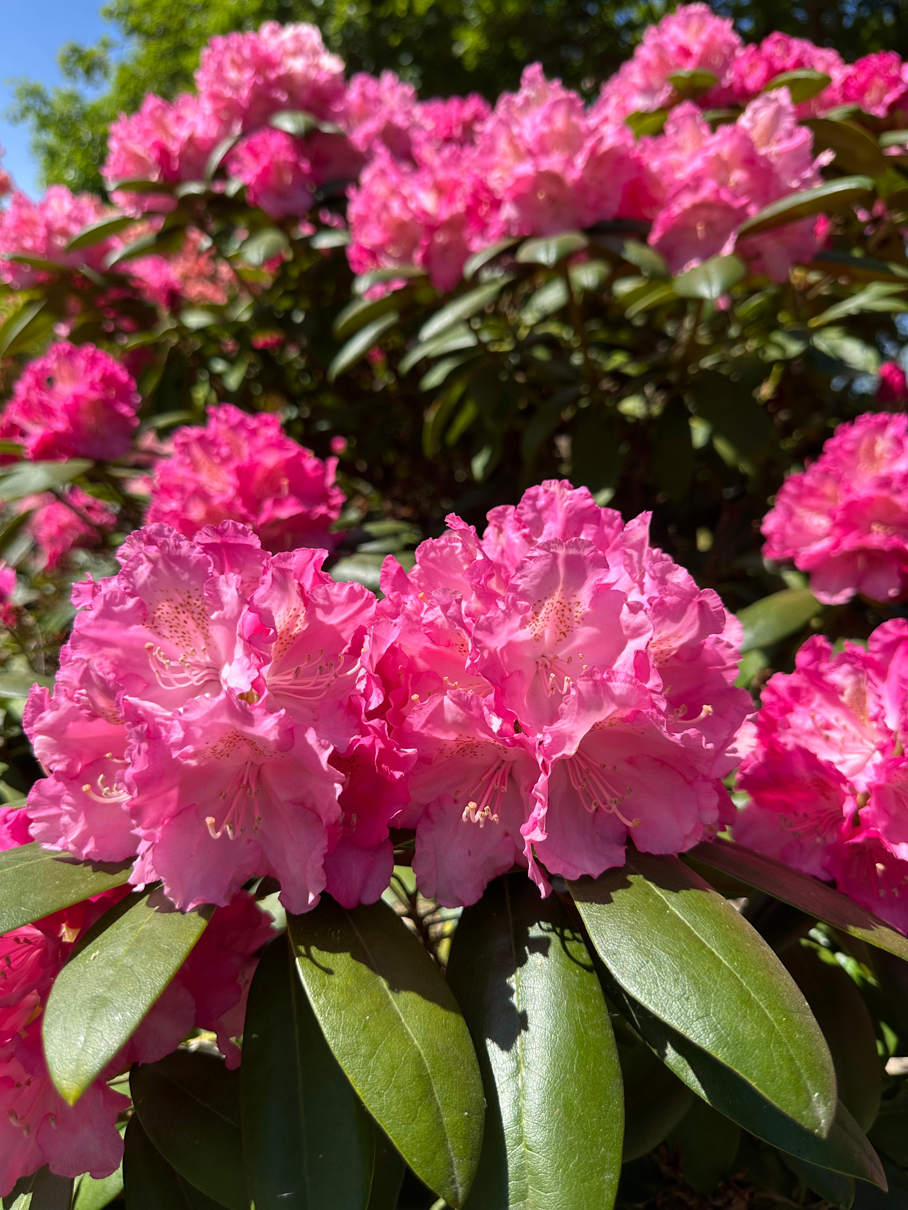 En tæt klase af tragtformede lyserøde blomster med bølgede kanter på en Rhododendron yakushimanum Polaris i fuld forårsblomstring.