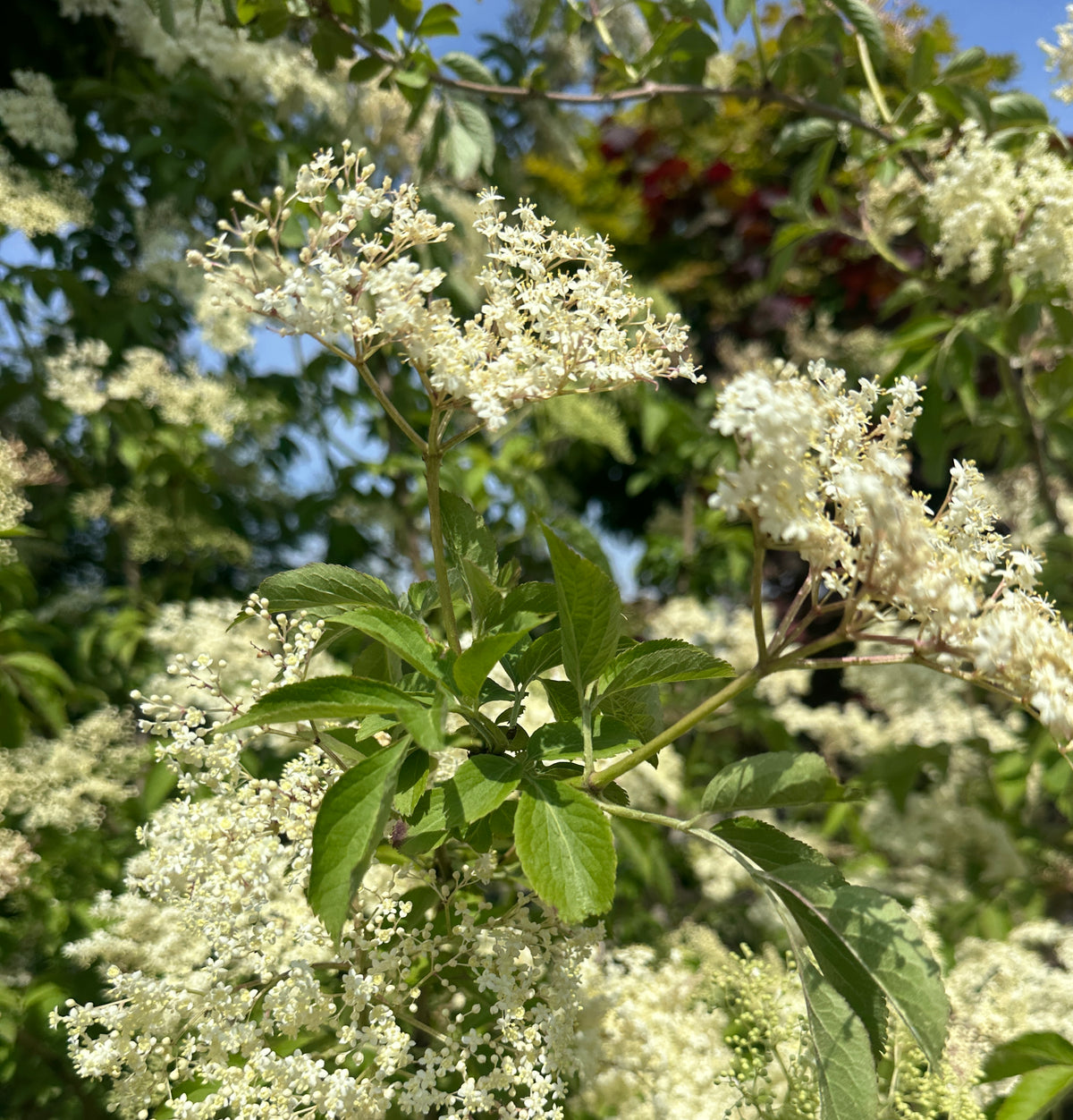 Nærbillede af en stor og flad cremehvid hyldeblomstskærm fyldt med tusindvis af små fine stjerneformede blomster.