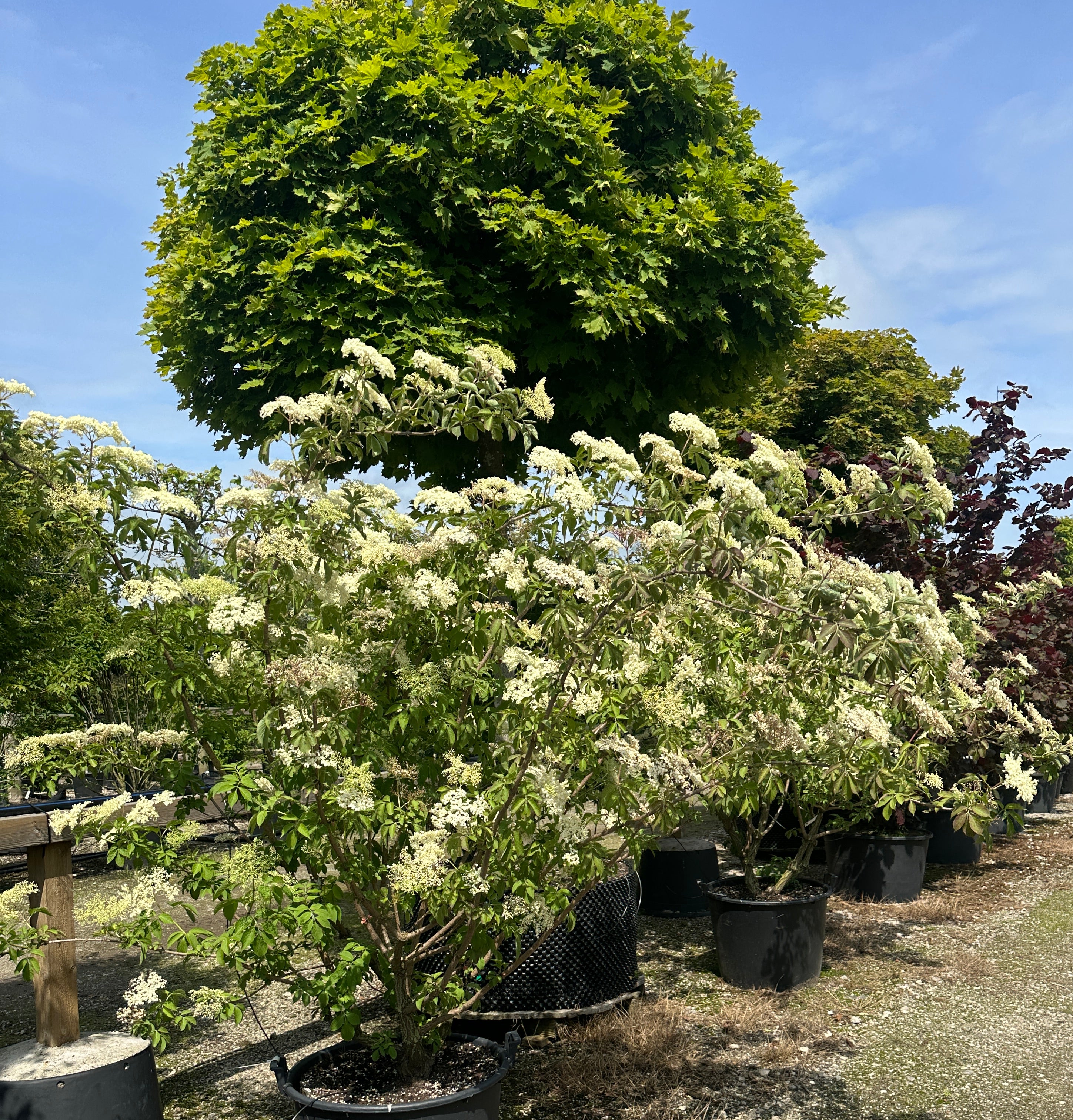 Multistammet hyld med flere synlige og rå stammer i bunden under en bred og luftig krone fyldt med store cremehvide blomsterskærme.