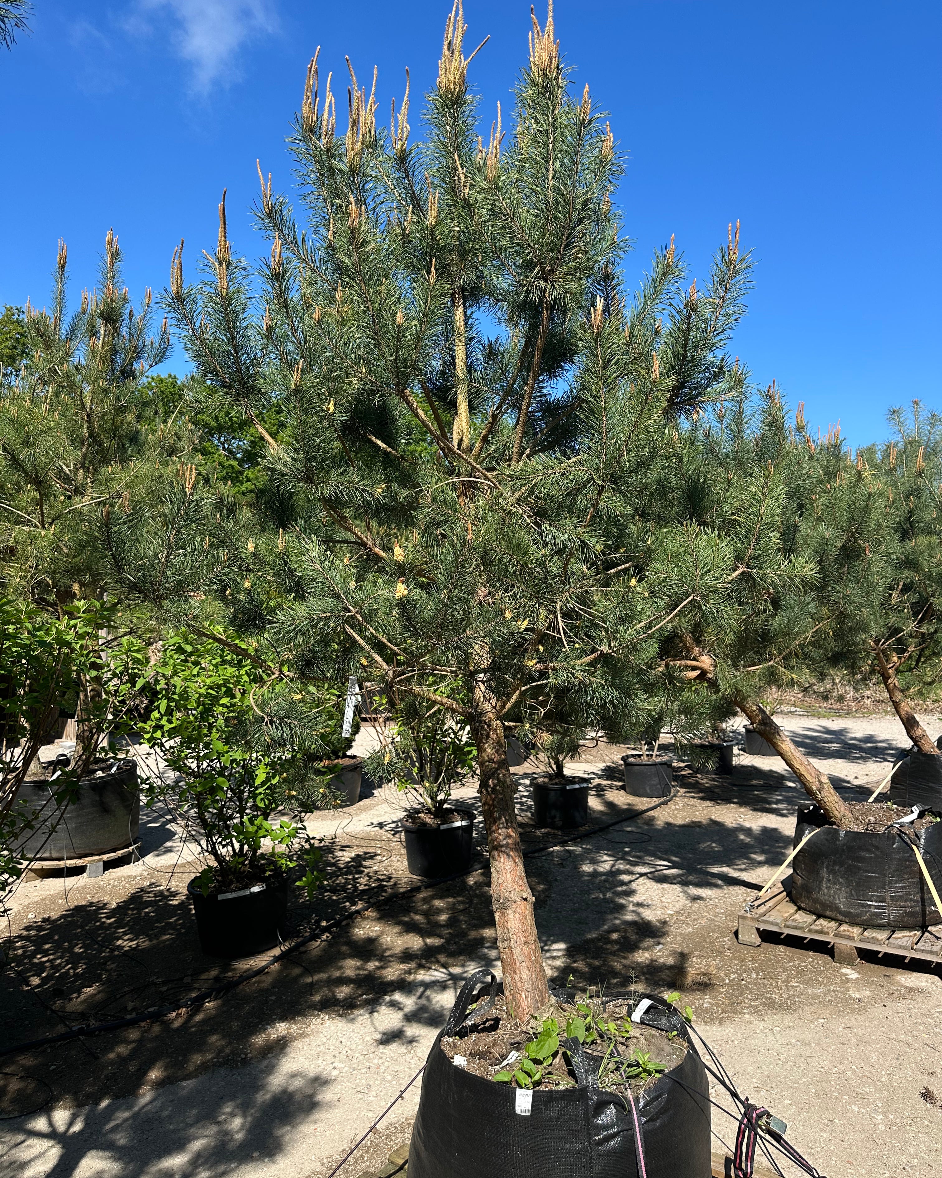 Opstammet skovfyr - Pinus sylvestris, et stedsegrønt prydtræ med rødbrun stamme og rund krone.