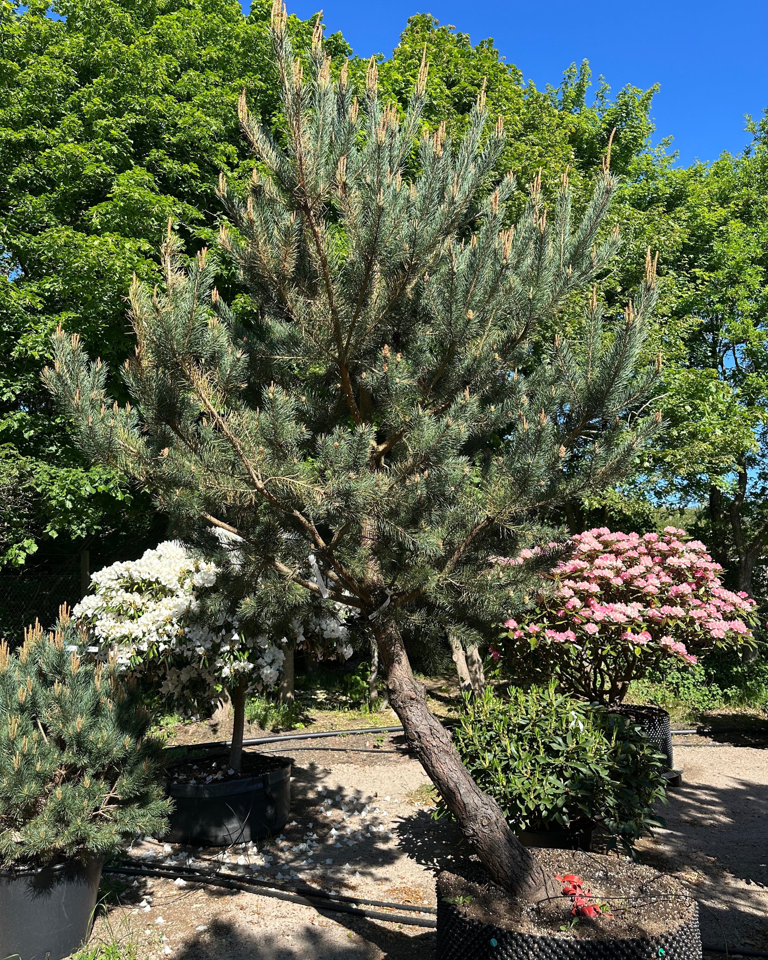 Opstammet skovfyrretræ af typen Pinus sylvestris med en markant fritlagt stammestruktur.