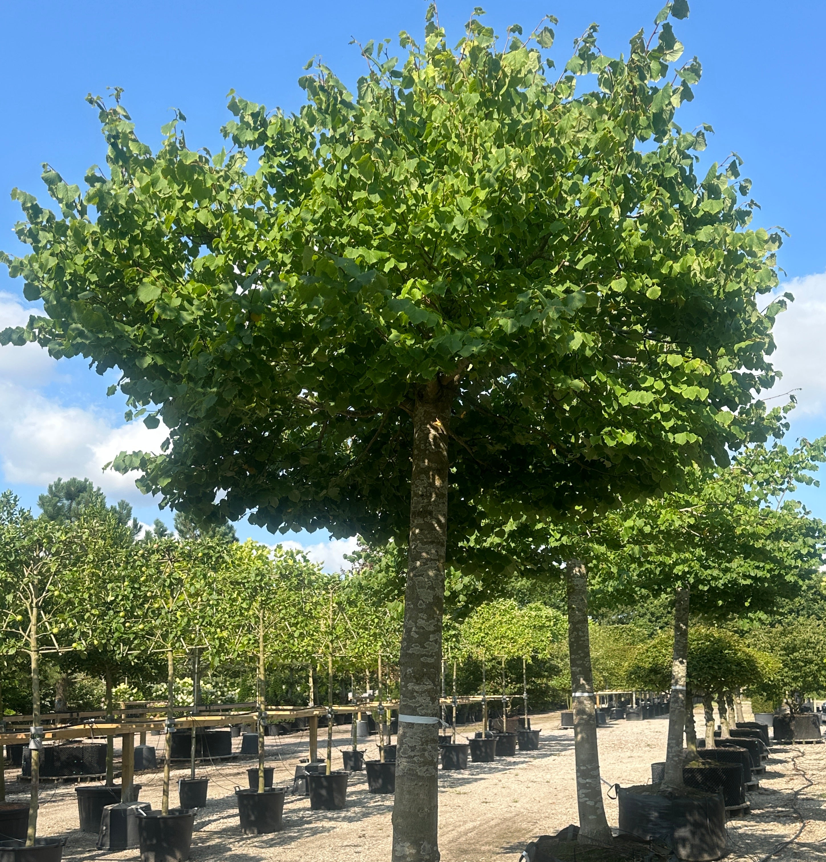 Skulpturel tagklippet Lind, Tilia Cordata, med kraftig stamme