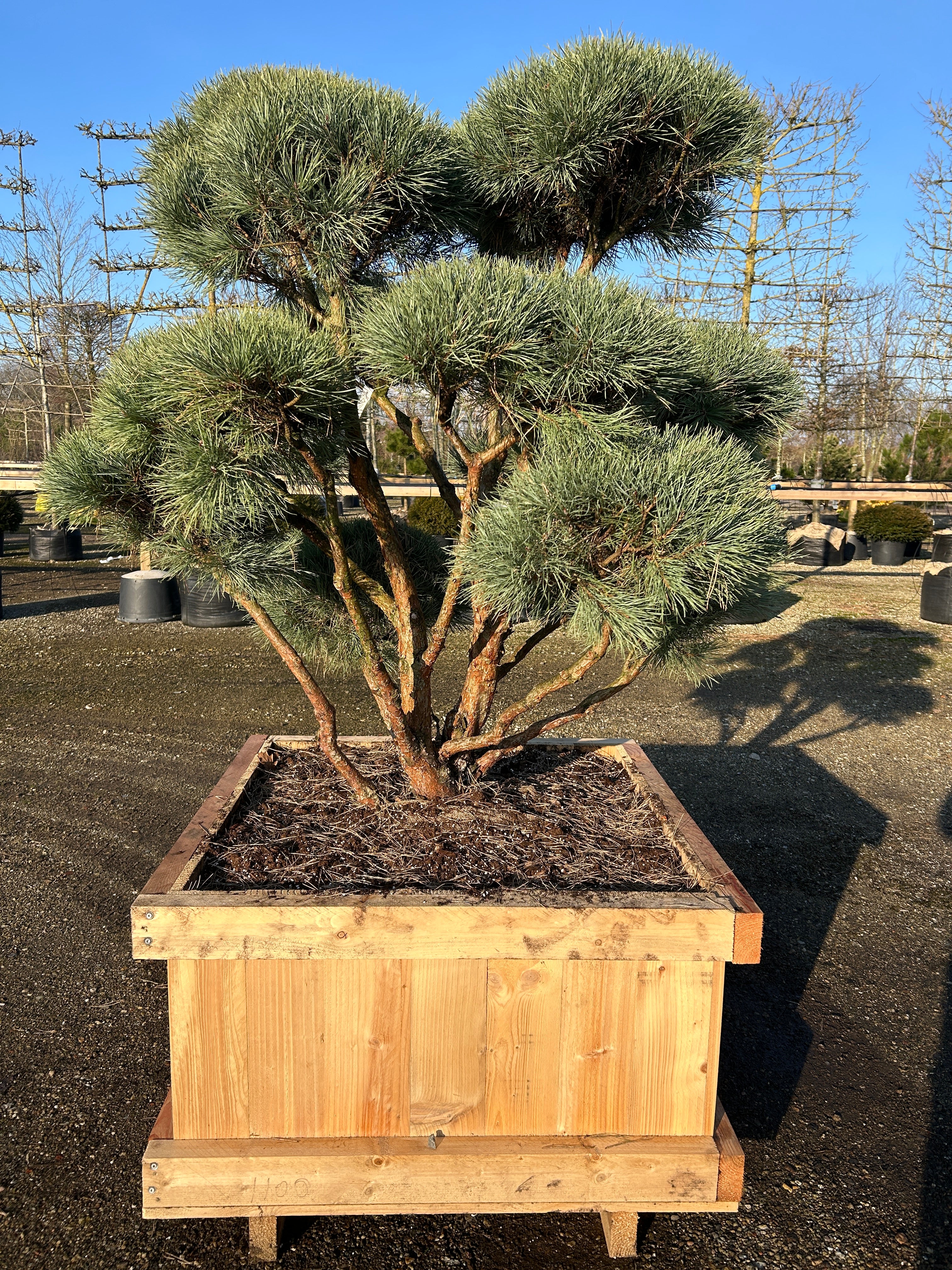 dekorativ skovfyr som bonsai med kraftig stamme og blågrønne nåle.