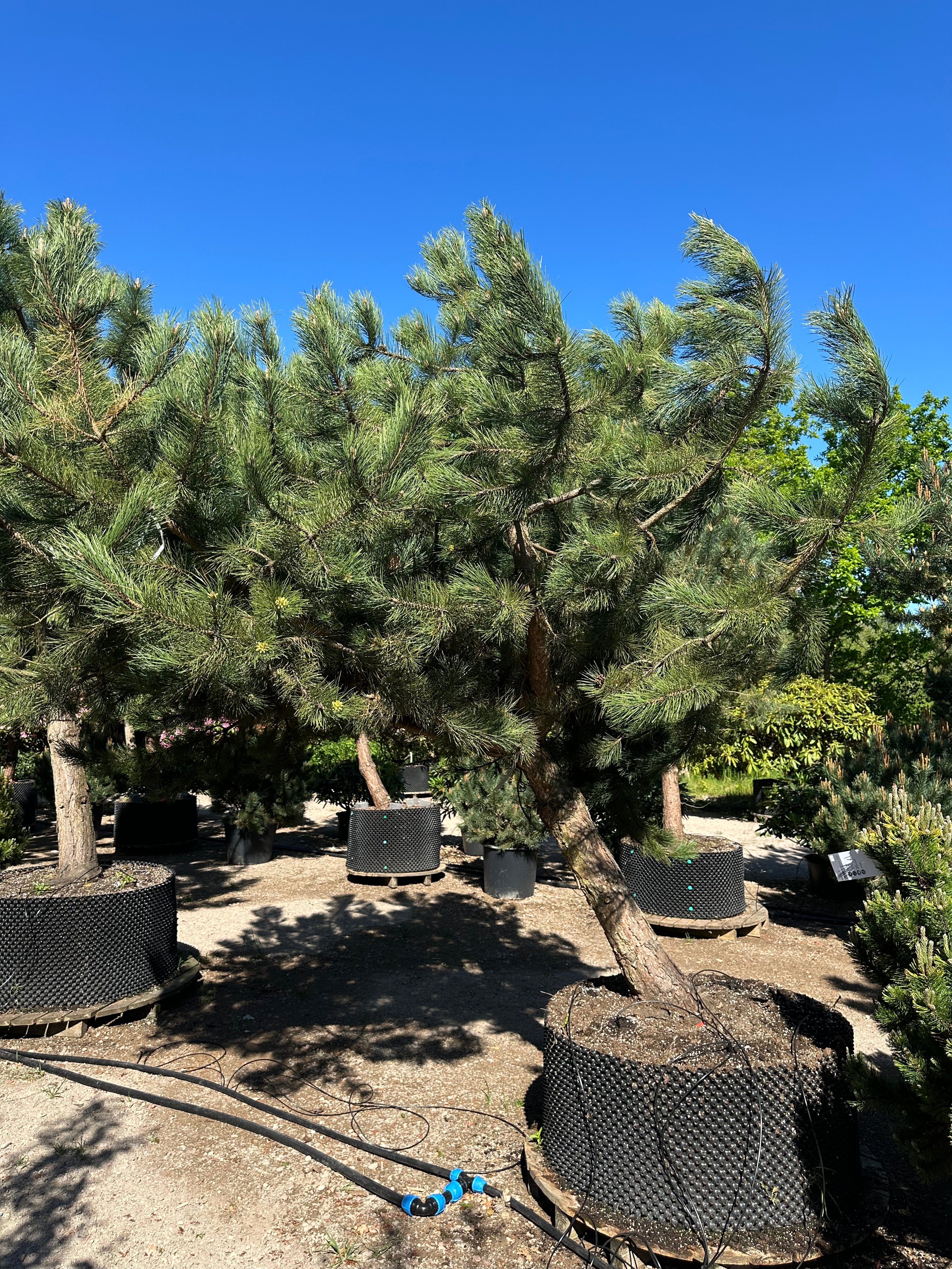 Skulpturel og fuldvoksen østrigsk fyr, Pinus nigra nigra, med en åben, asymmetrisk grenstruktur