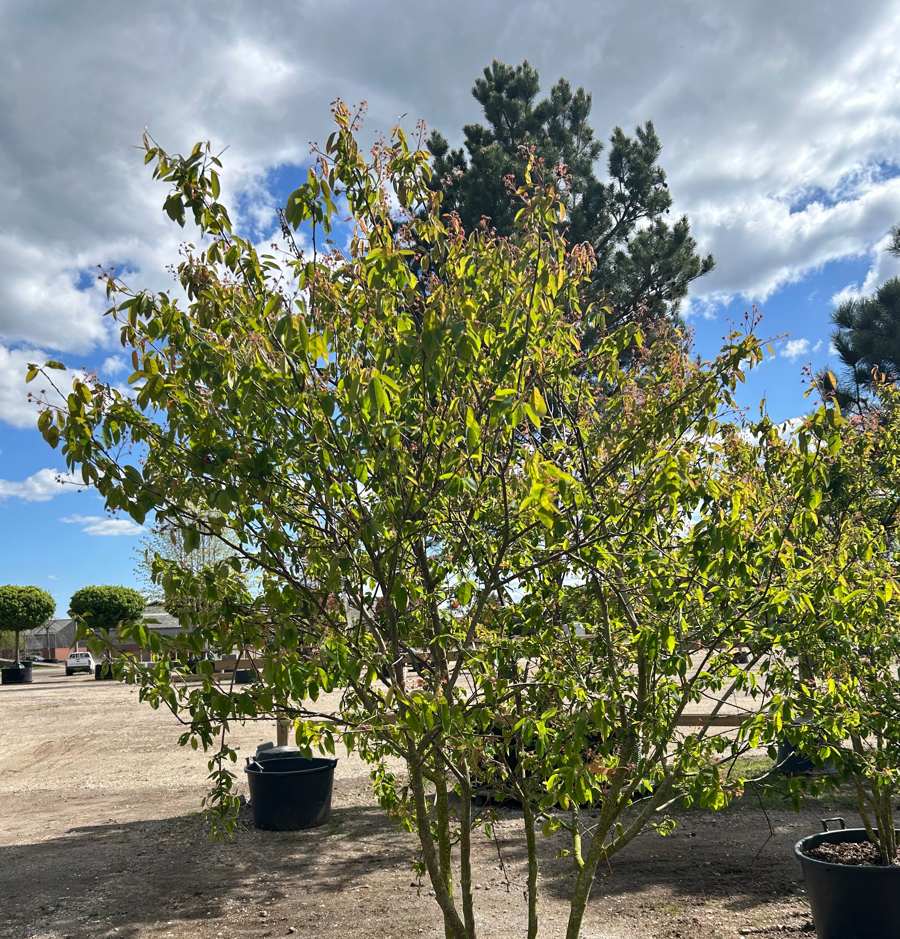 Skulpturel flot bærmispel, Amelanchier Lamarckii, med en harmonisk krone.