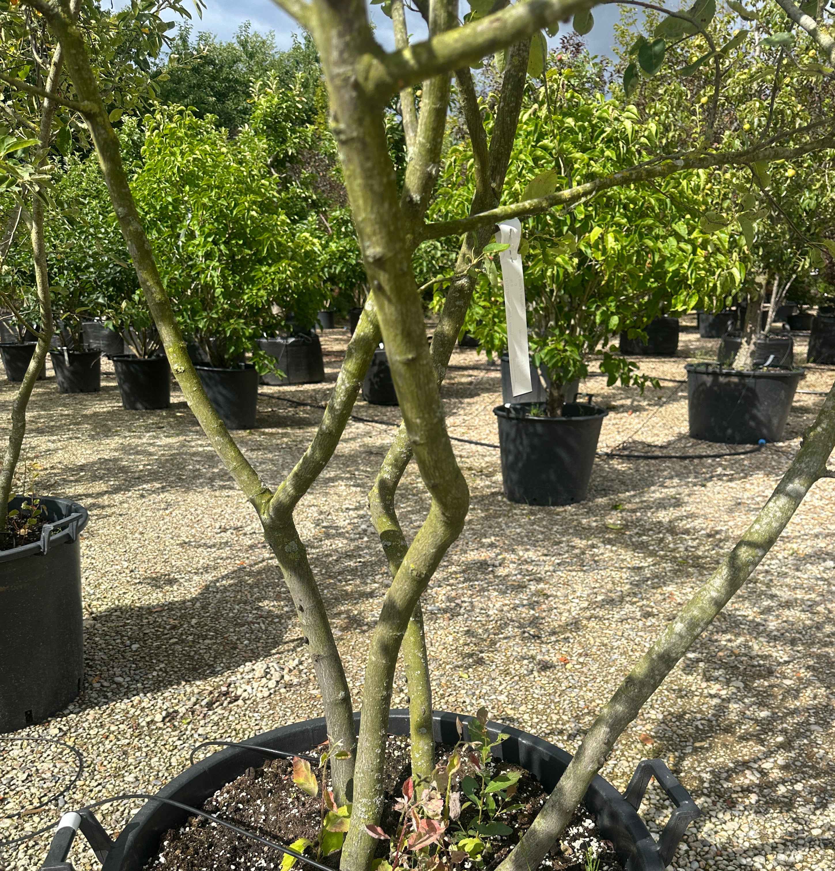 Skulpturelle stammer bærmispel, Amelanchier lamarckii,