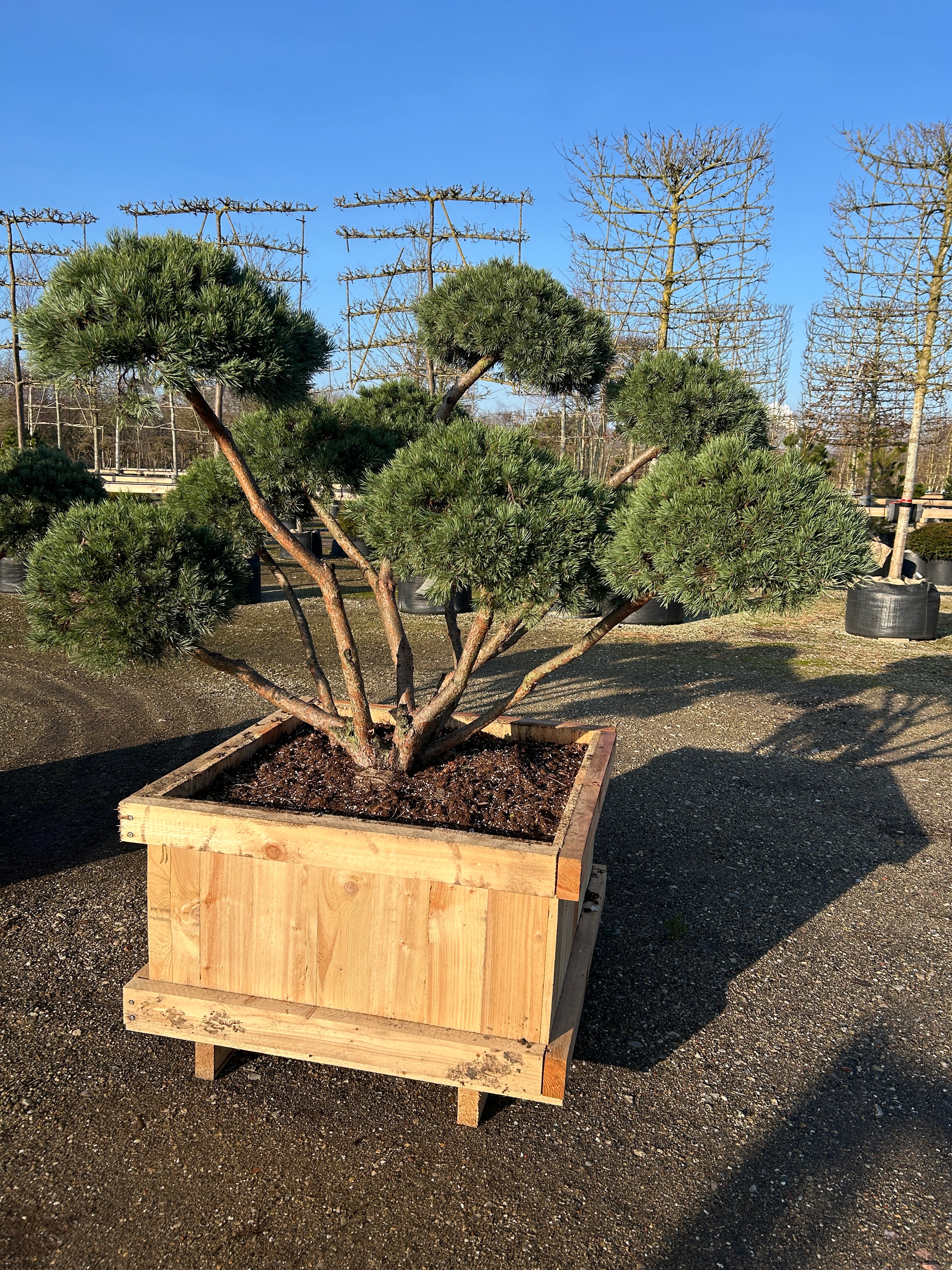 Smukke skulpturelle stammer på bonsaiklippet Dværg skovfyr med den flotte rødbrune bark.