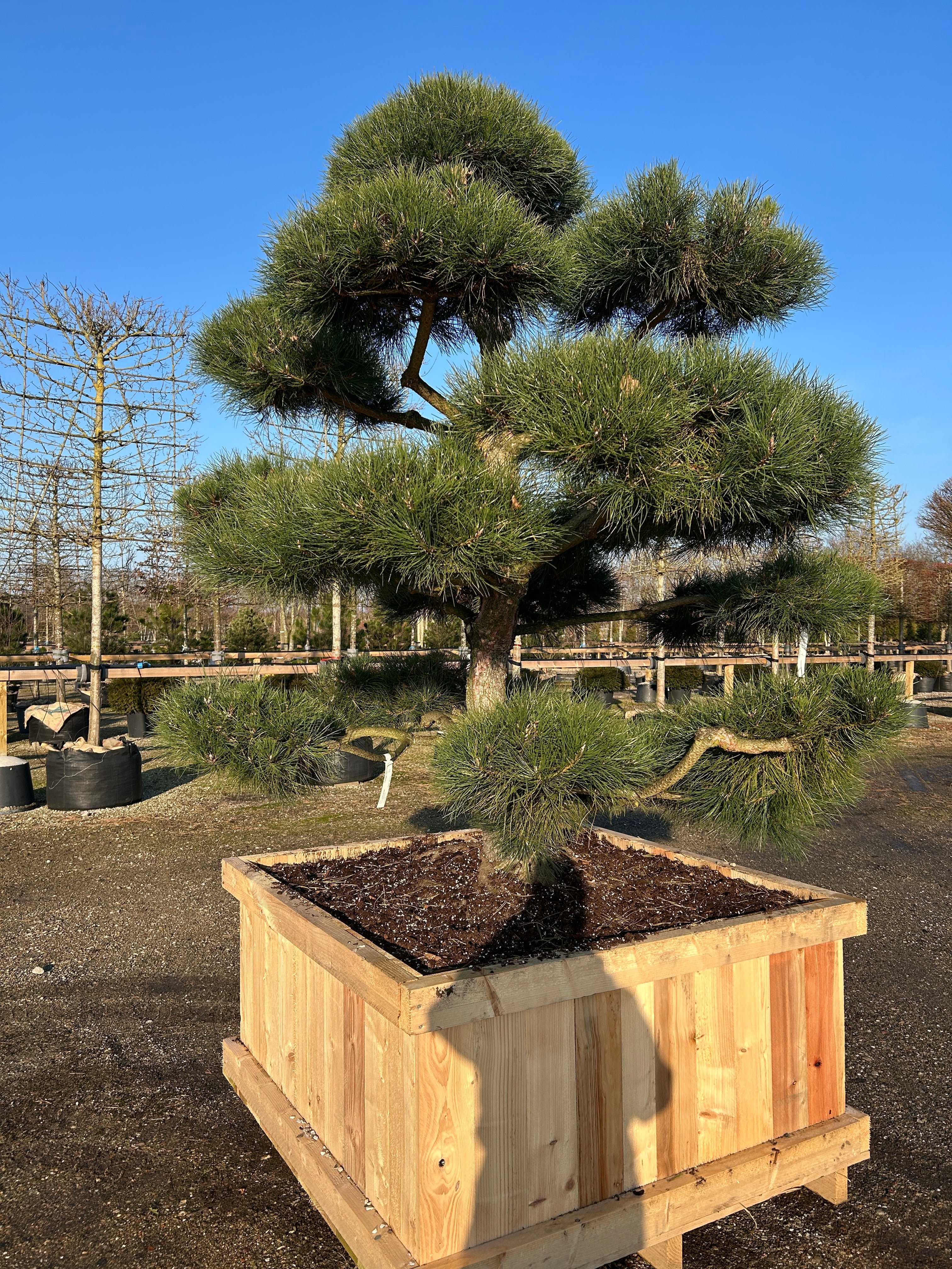 Skulpturel flot bonsaiklippet Østrigsk fyr, Pinus nigra nigra, dekorativ gråbrun bark, med kraftige puder.