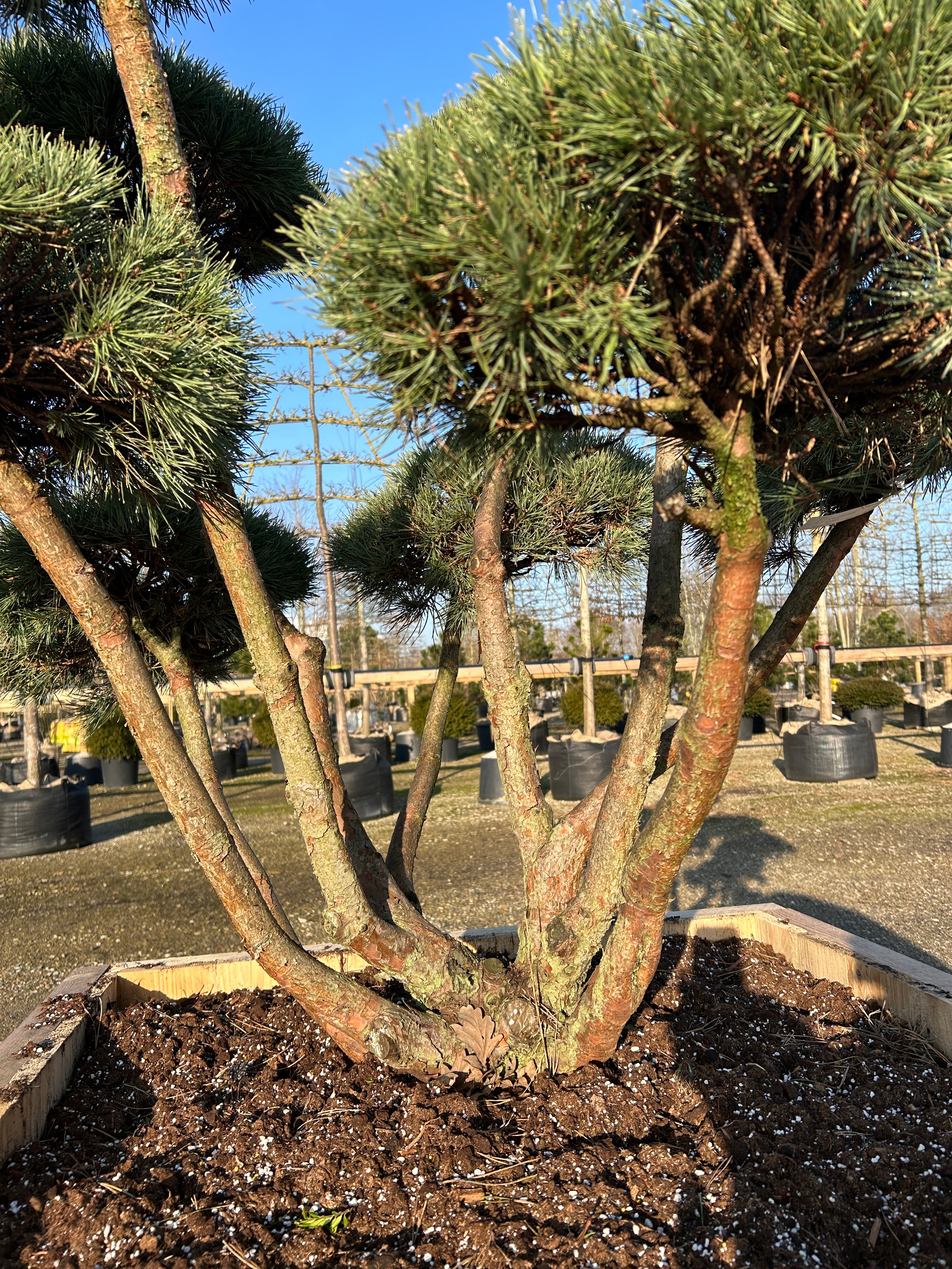Forgreningen på en bonsaiklippet skovfyr, pinus sylvestris,