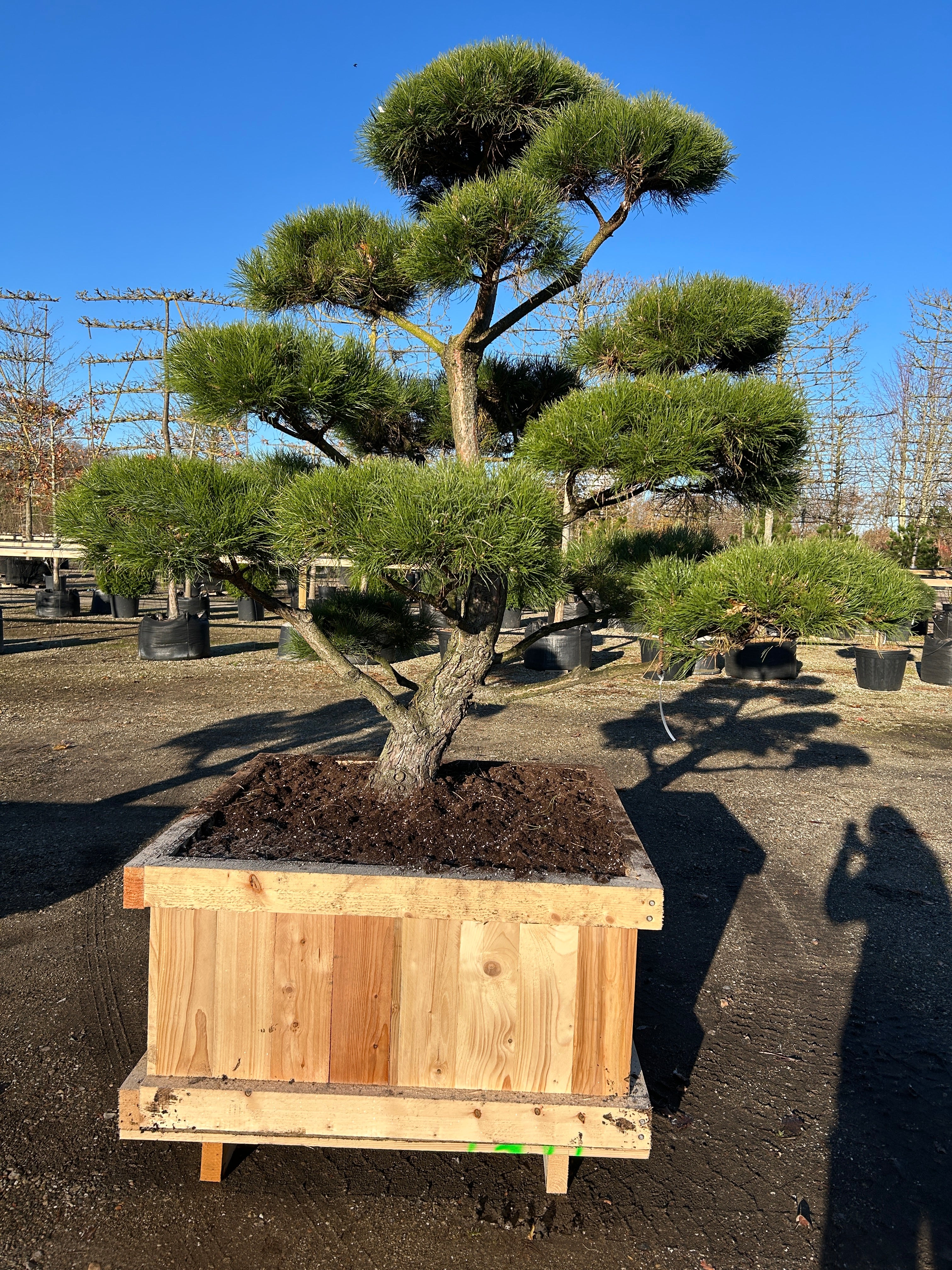 Flot skulpturel bonsai Østrigskfyr, Pinus nigra nigra, skulpturel buet stamme, gråbrun bark med grove fuger og flotte puder