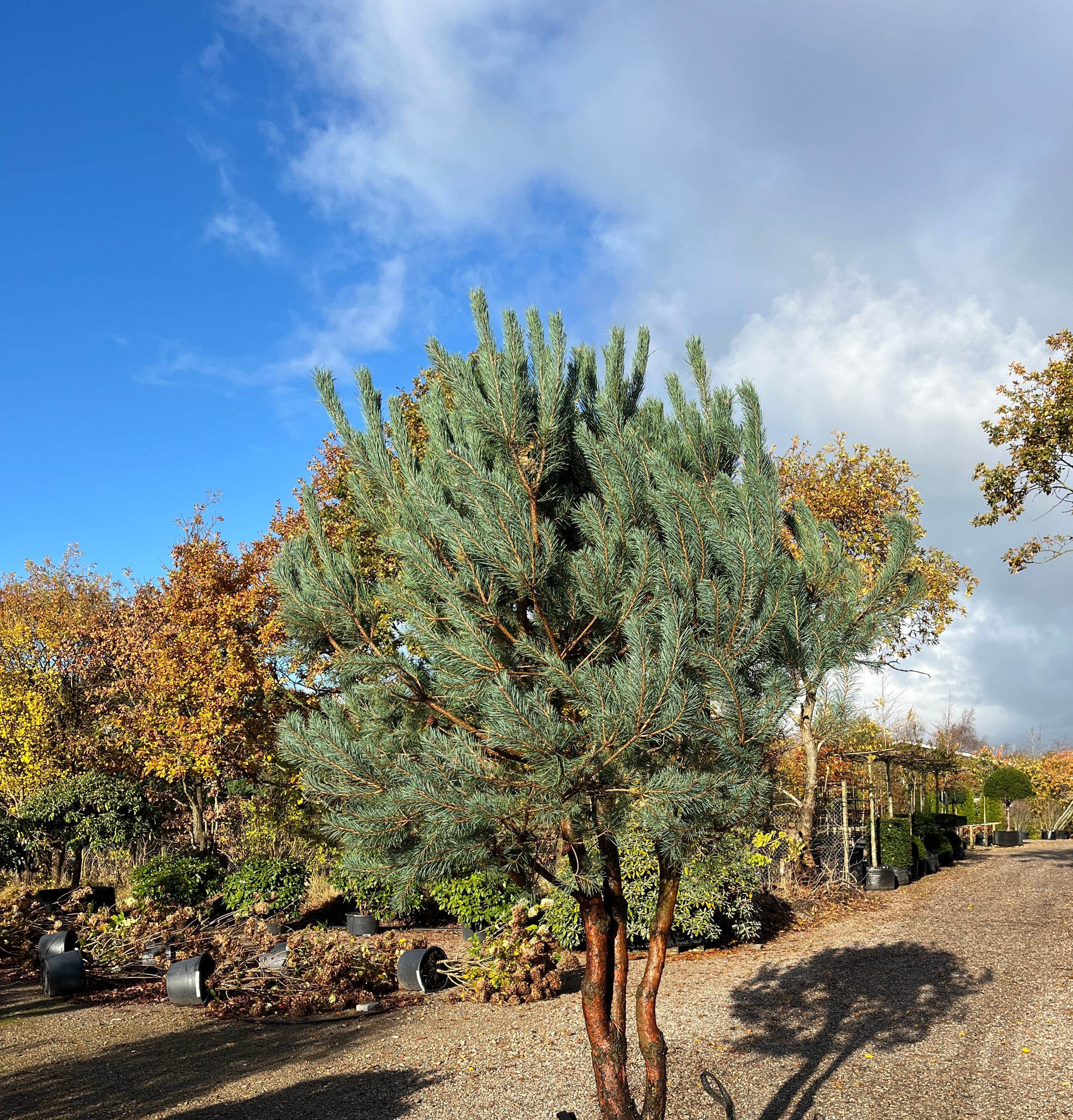 Dekorativ multistammet skovfyr, Pinus Sylvestris, med flot rødbrun bark og kroget grene.