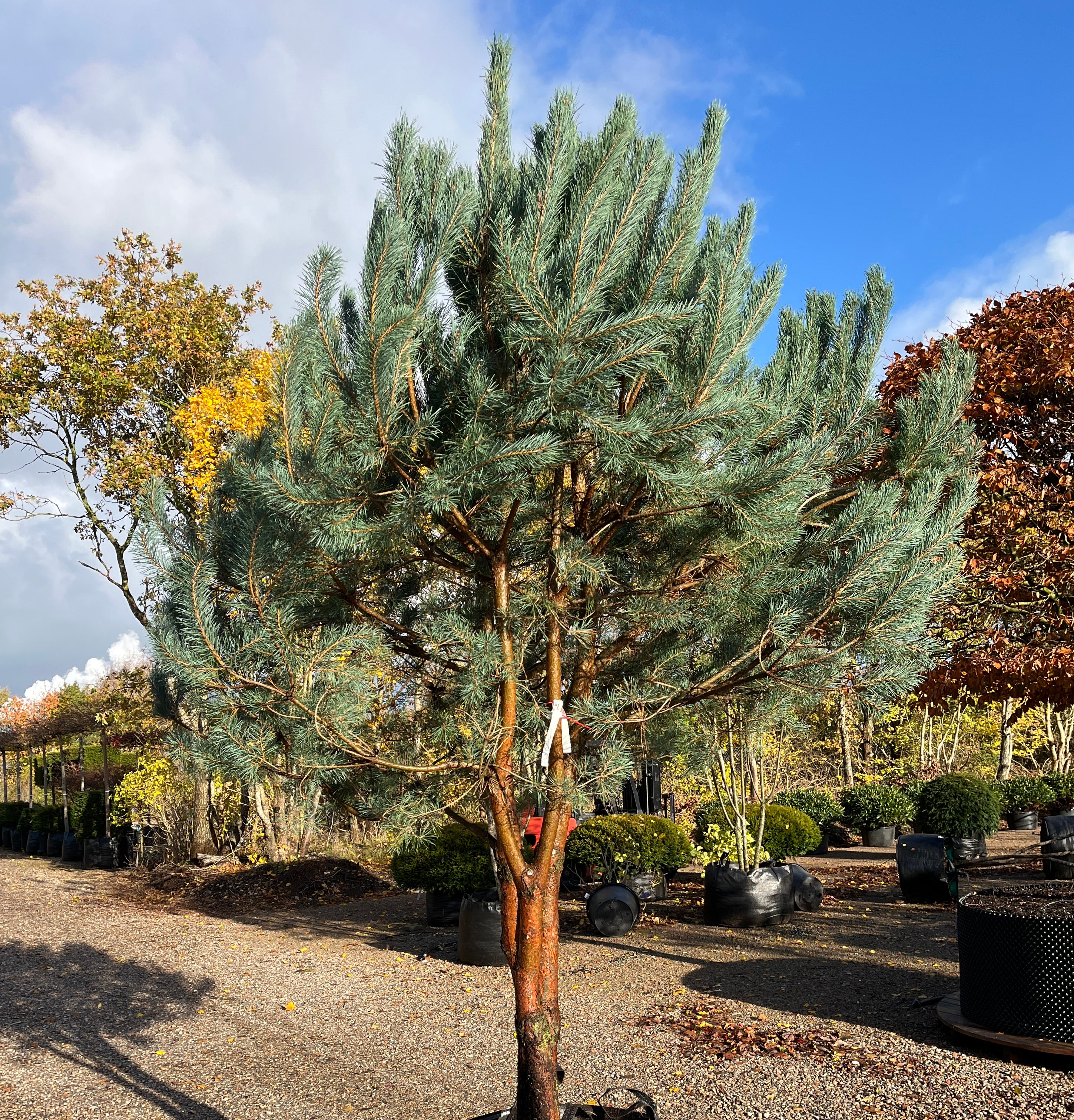 Flotte multistammet skovfyr med rødbrun bark og let kroget grene