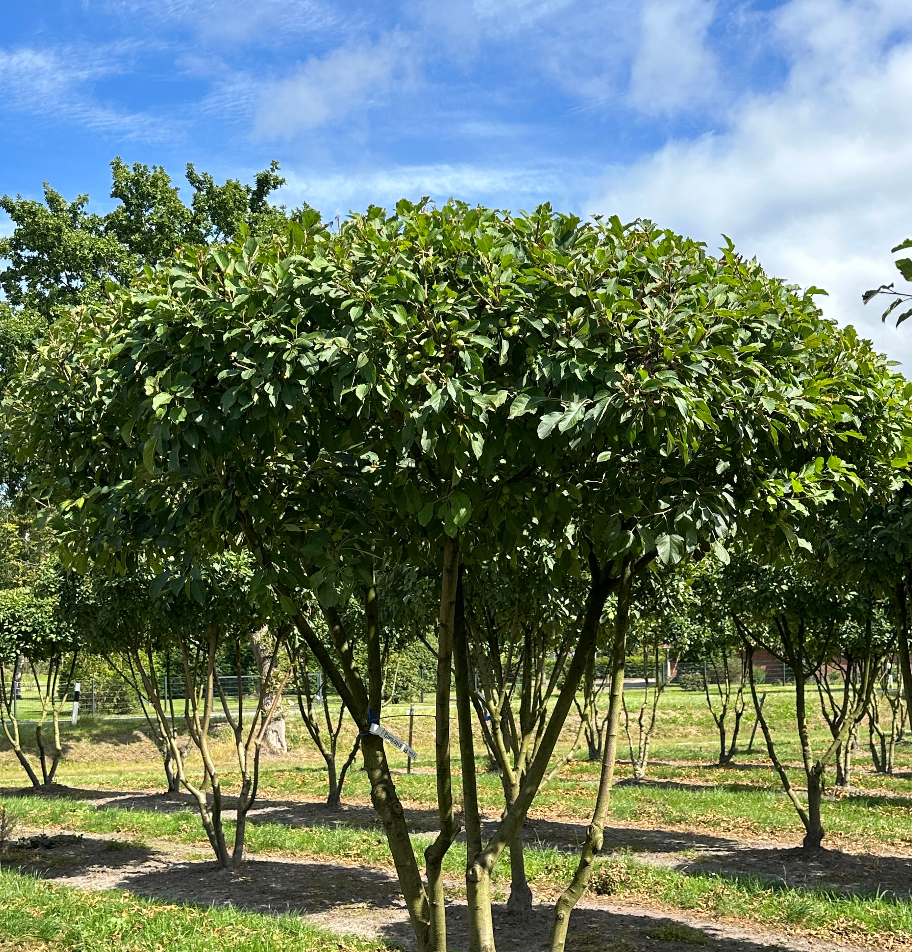 Skulpturelt multistammet paradisæbletræ, med blomstring i foråret og meget små æbler om efteråret.