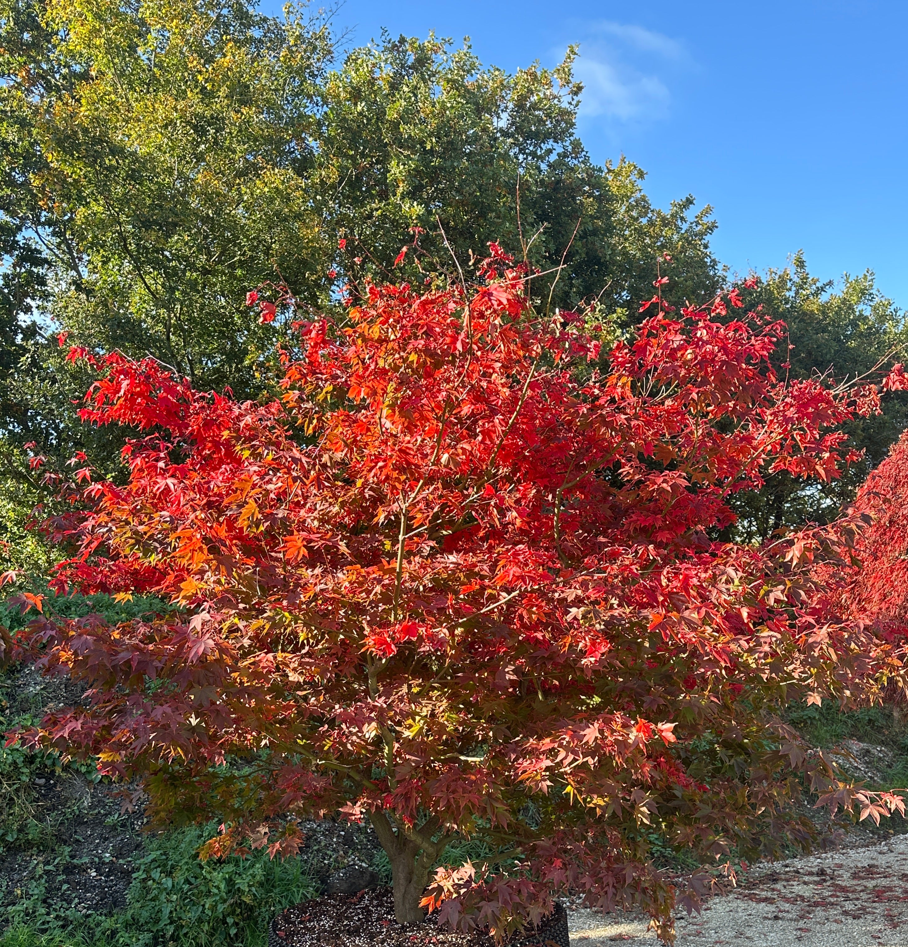 Smuk japansk ahorn med strålende høstfarver.