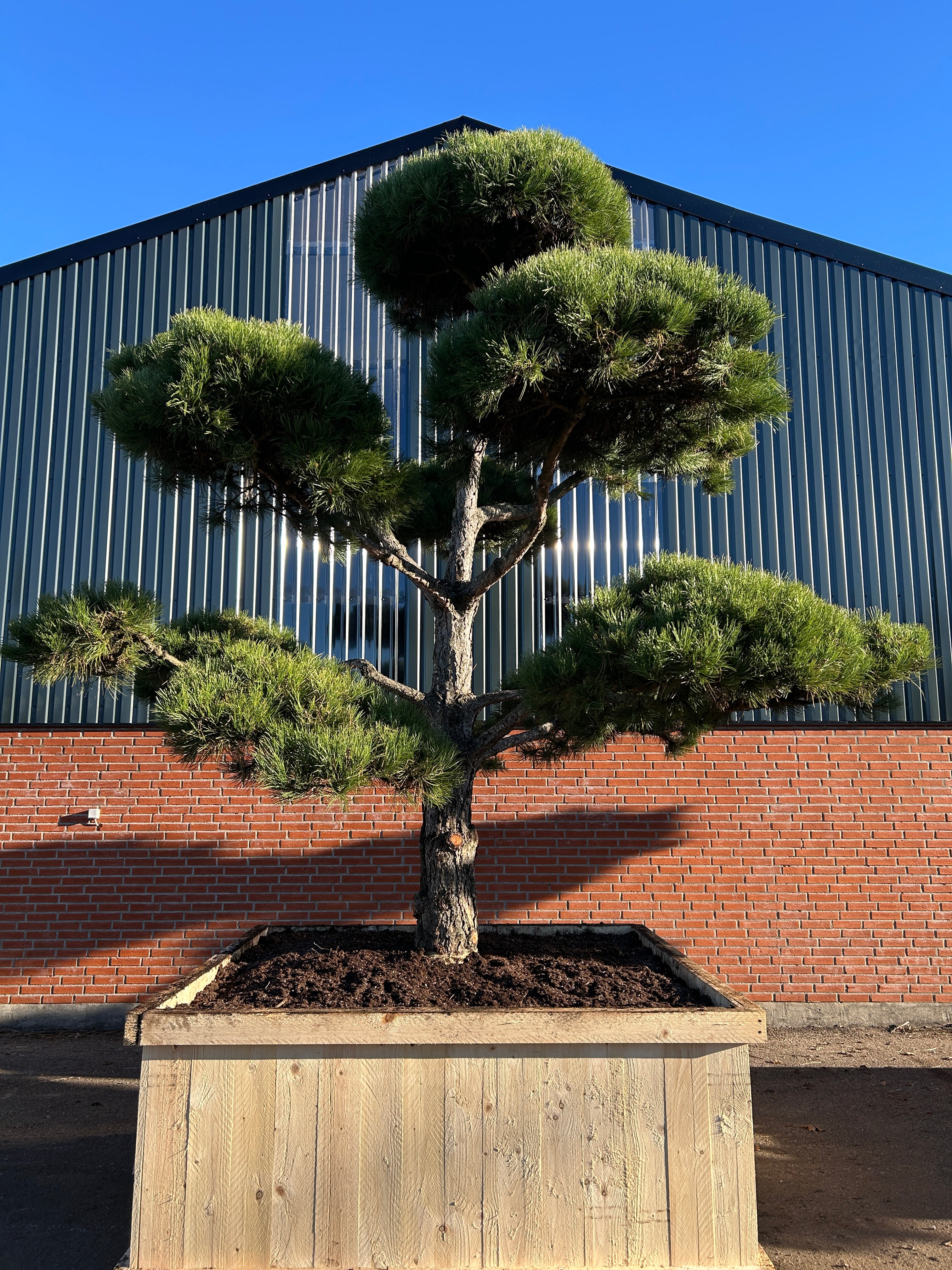 Smuk skulpturel bonsaiklippet Østrigsk fyr, med kraftige, smukke puder i en den karakterisk grønne nål farve