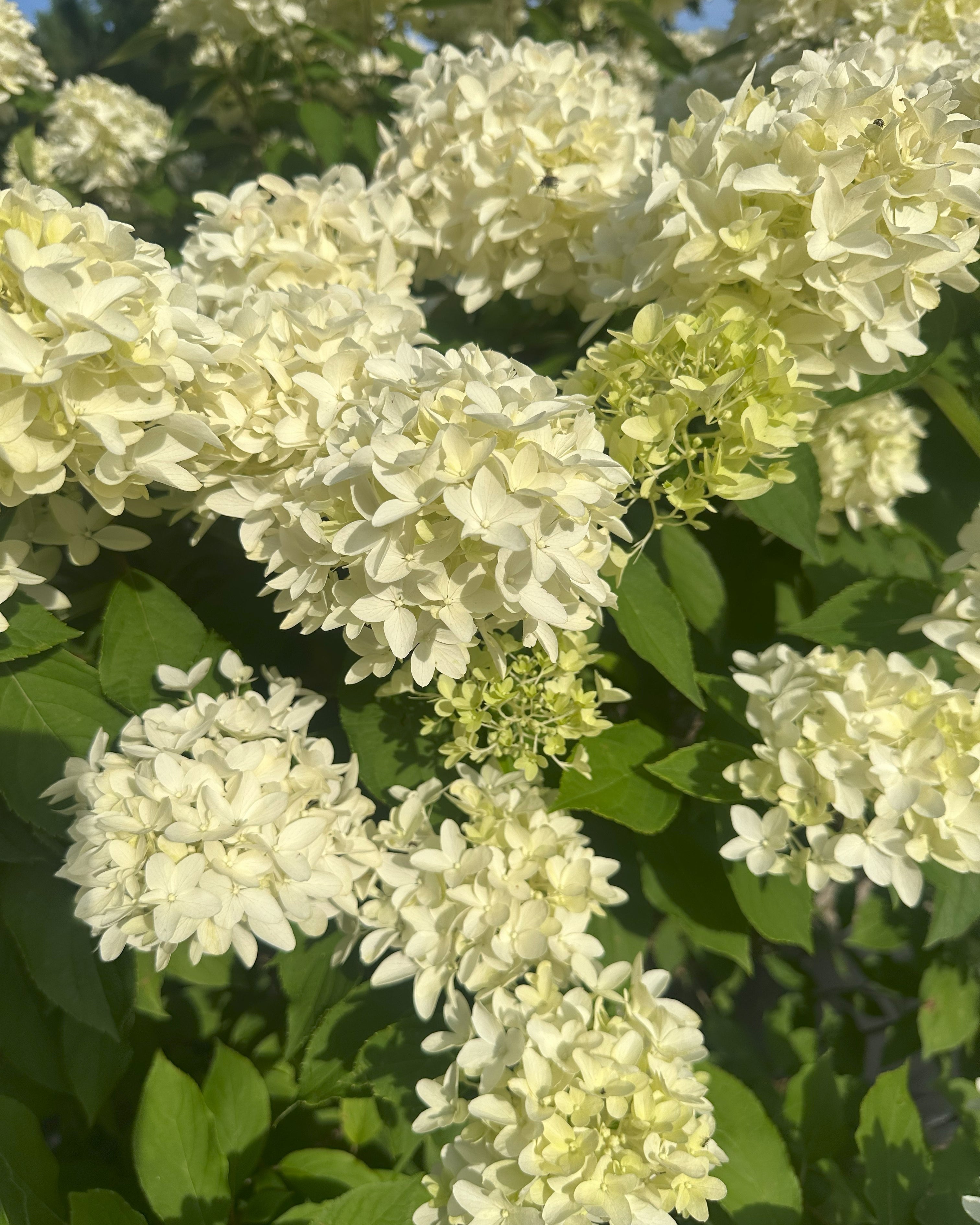 Smukke kegleformet blomsterstande på syrenhortensia hydrangea paniculata skyfall