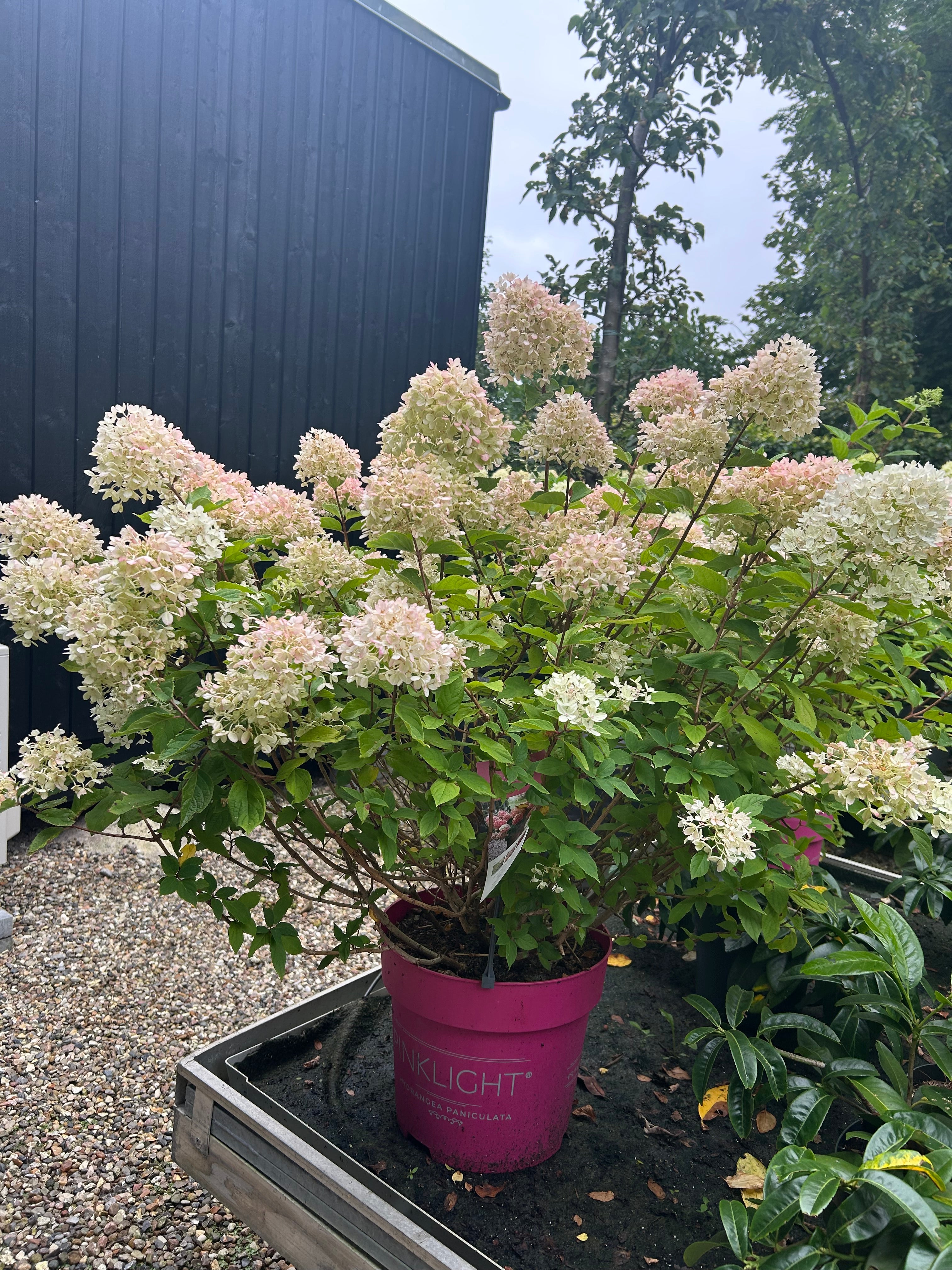 Flotte busket dværg syrenhortensia, som skifter blomsterfarve henover sommeren.