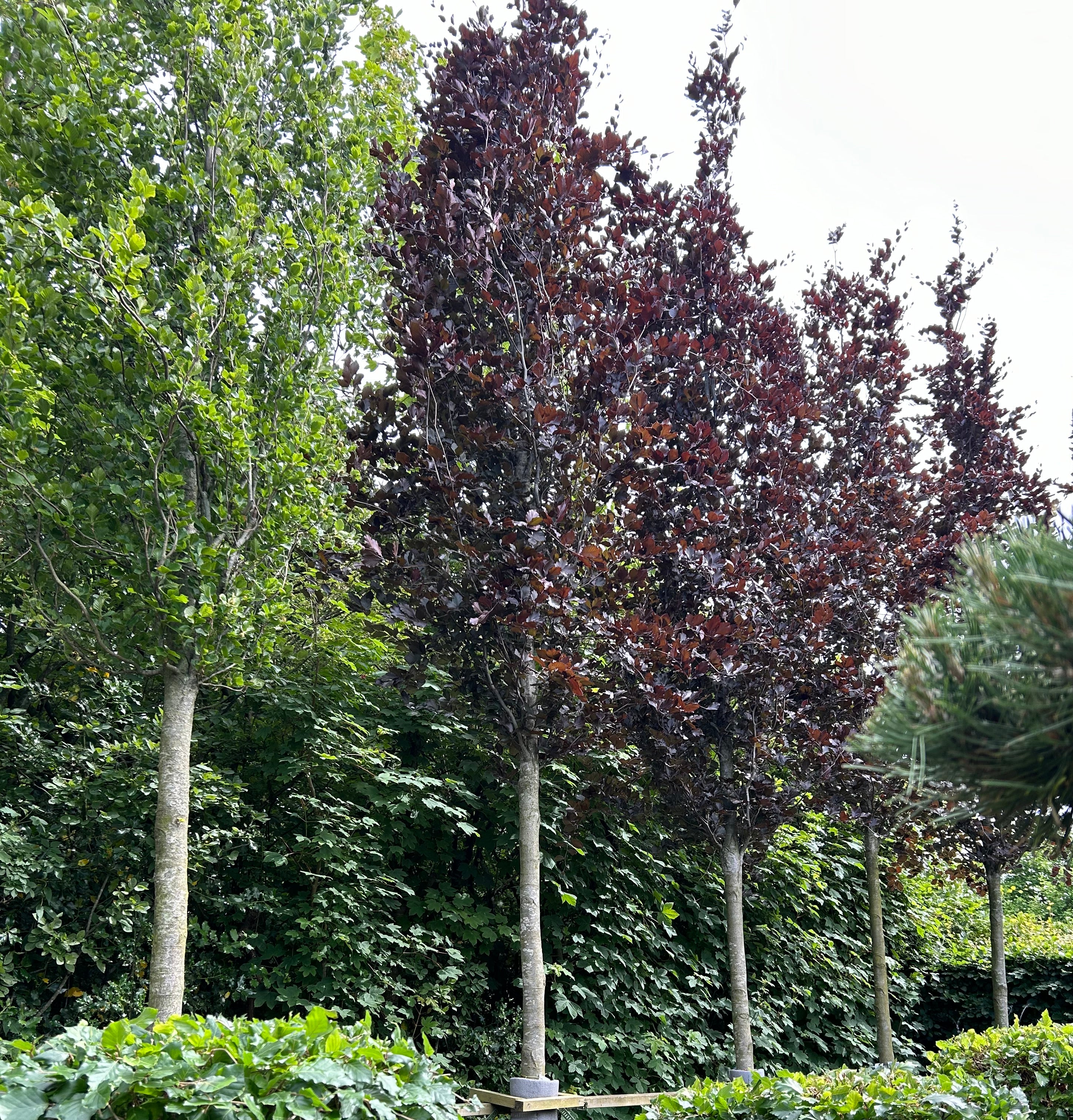 Opstammet søjleformet Blodbøg/Rødbøg, Fagus Sylvatica Dawyck Purple.