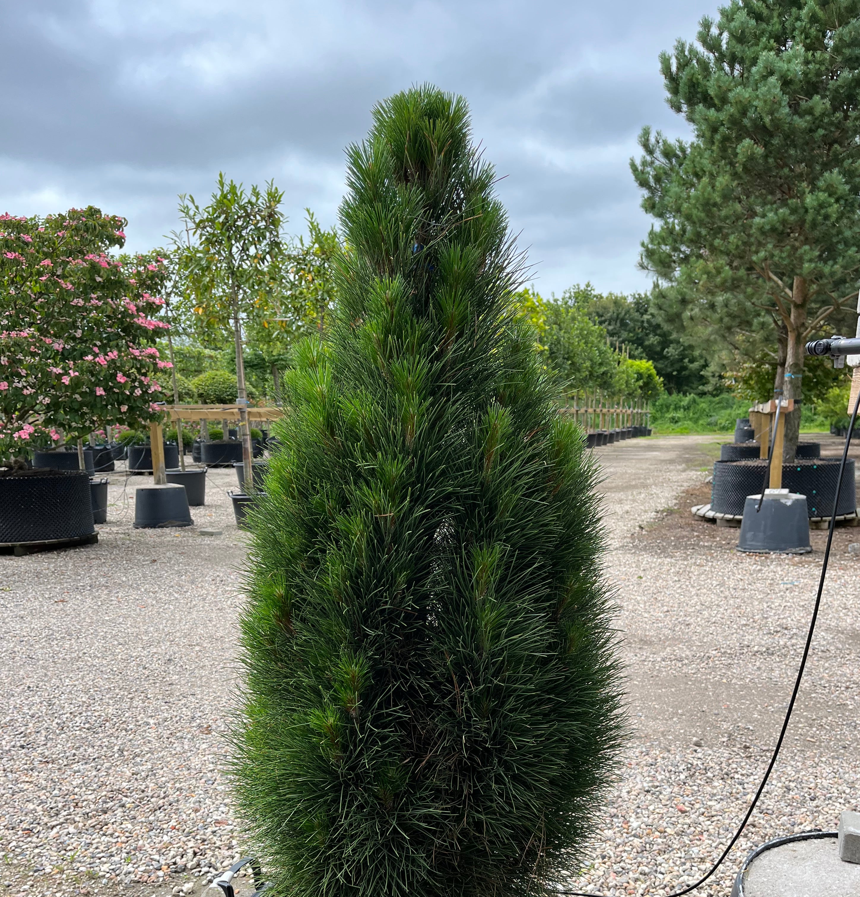 Søjleformet Østrigsk fyr, Pinus nigra Green Tower, tæt opret vækstform